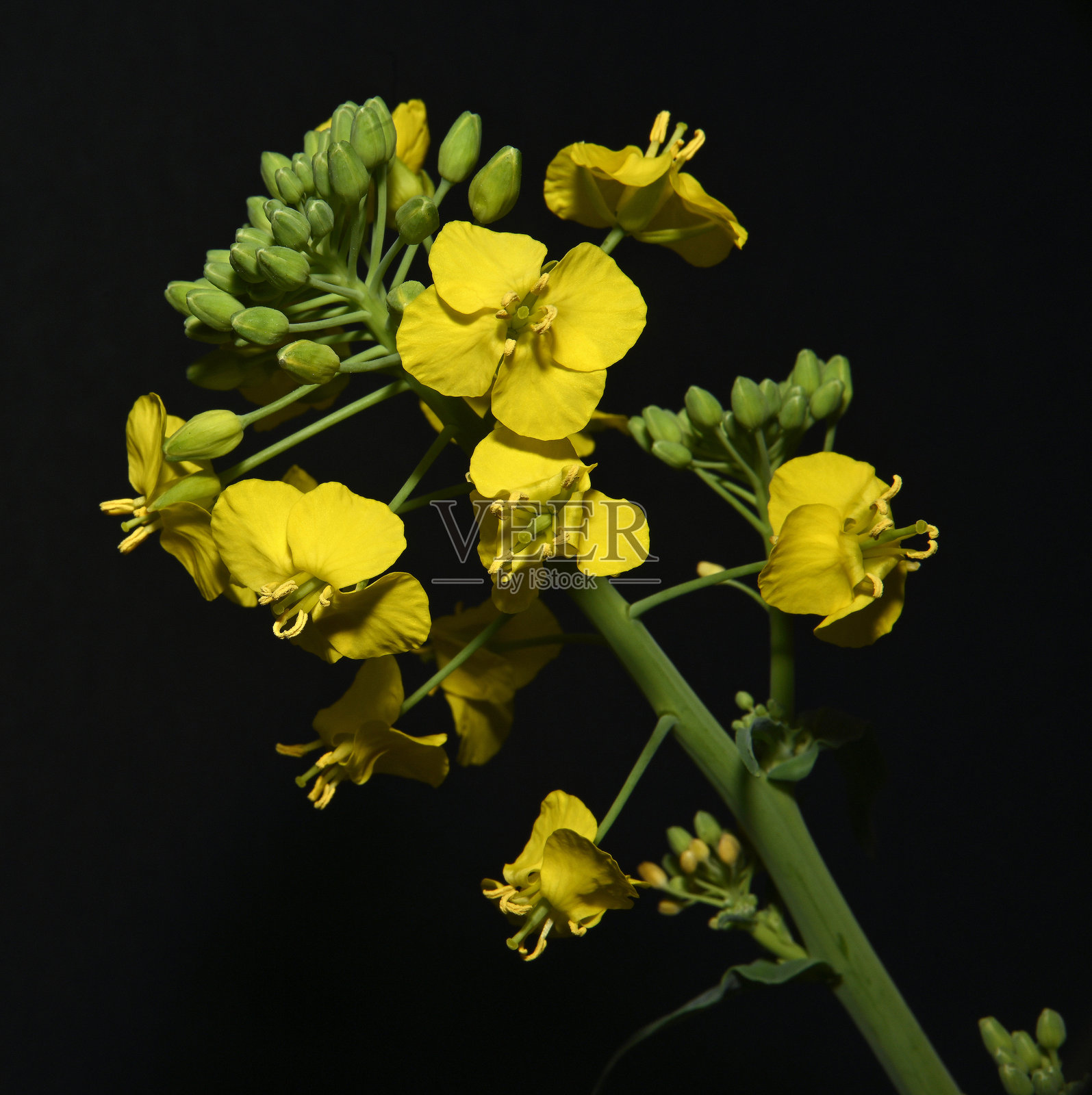 芜菁，萨格，油菜 32。照片摄影图片