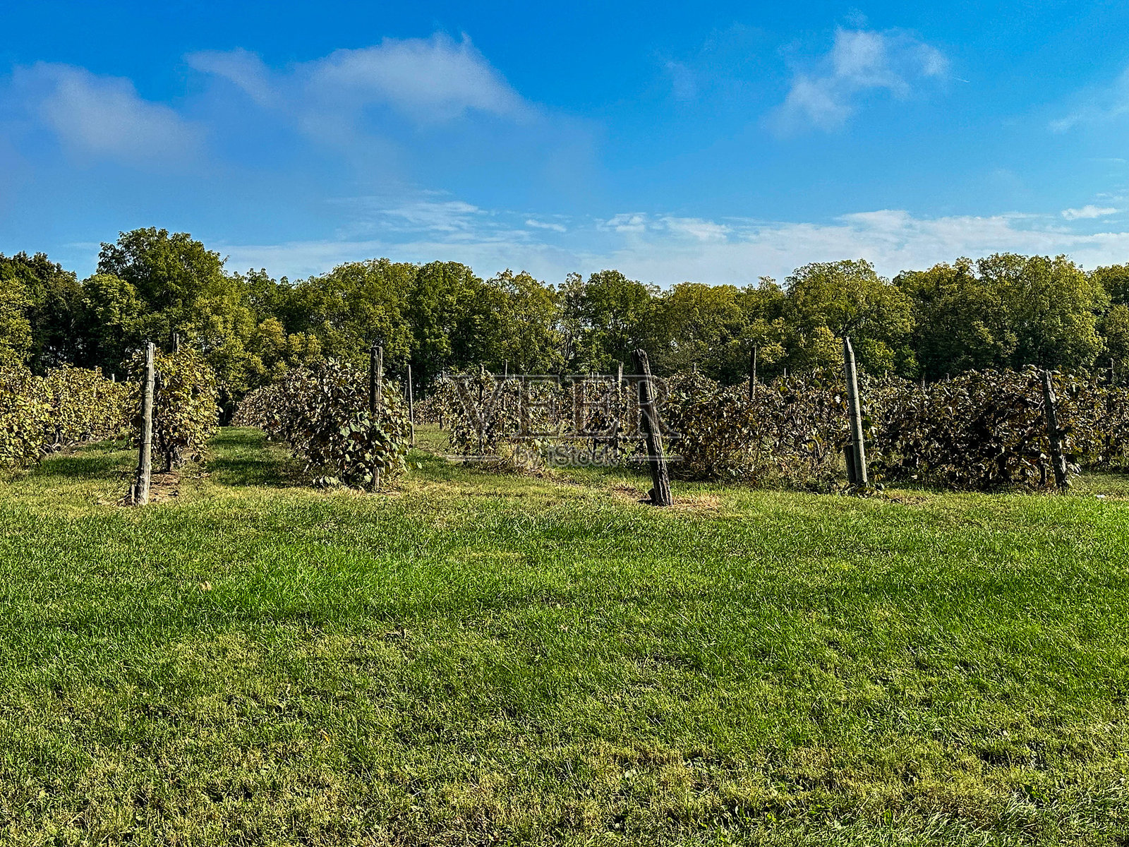 俄亥俄州普特因湾岛上的葡萄园照片摄影图片