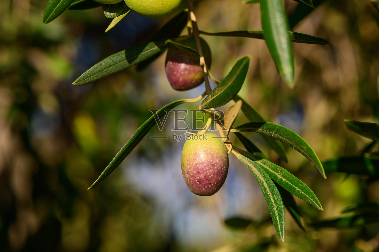 黑橄榄在树上成熟的特写镜头照片摄影图片