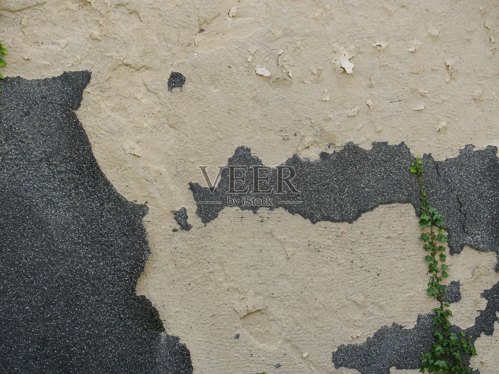 需要翻新的房屋墙壁，长满了常春藤照片摄影图片