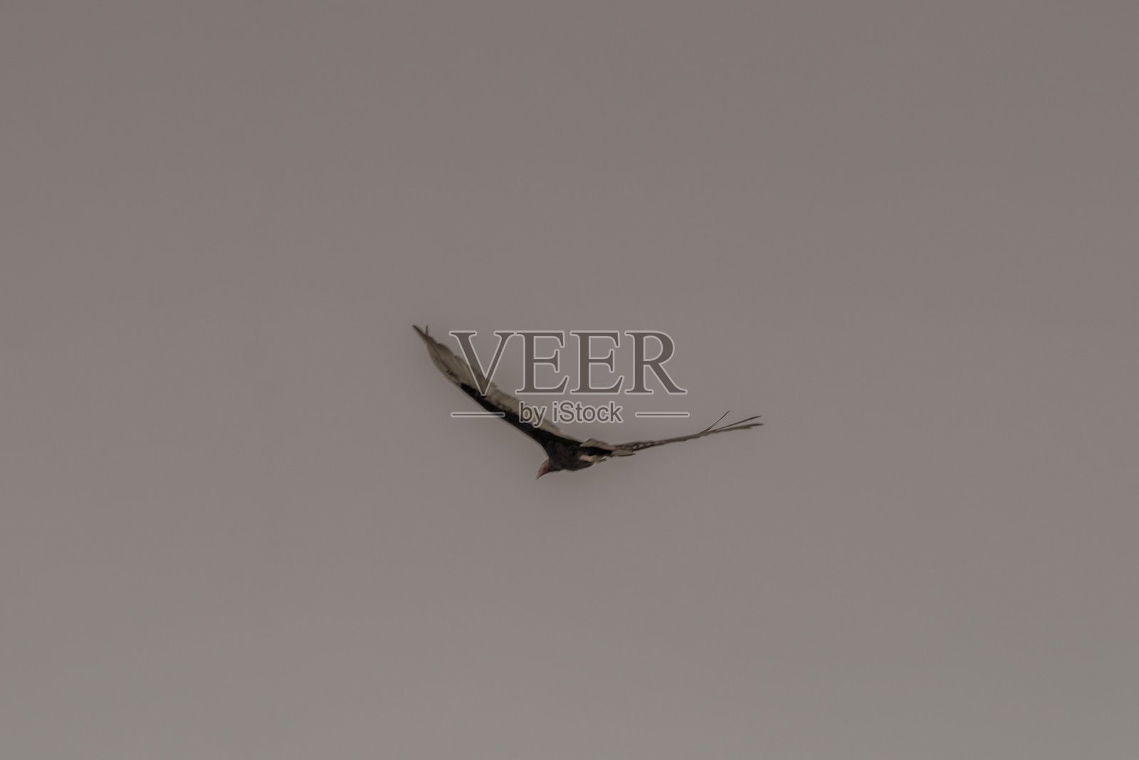 热带黑秃鹰（Cathartes aura aura）在墨西哥的蓝天中。照片摄影图片