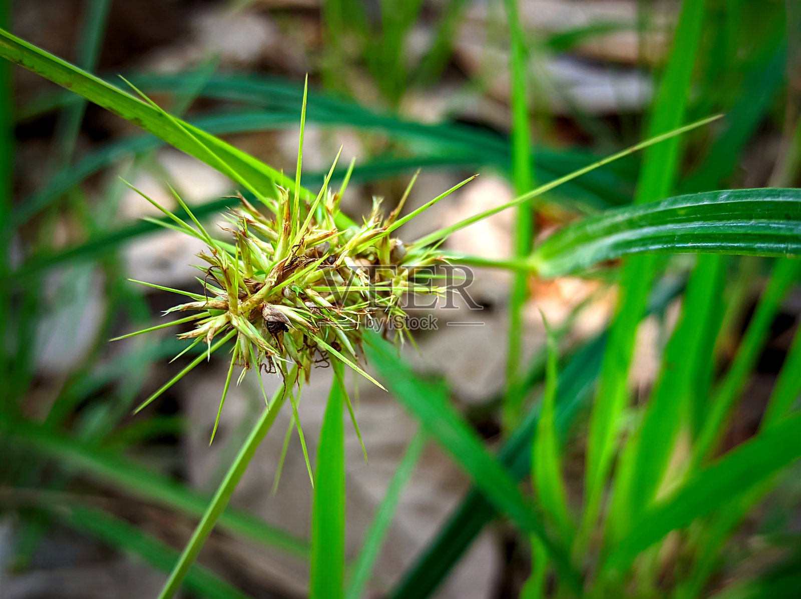 特写照片，花朵清晰，背景模糊。照片摄影图片