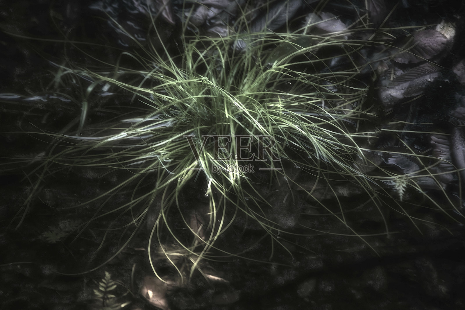 弗鲁蒂亚尔度假村的各种植物和风景图片照片摄影图片