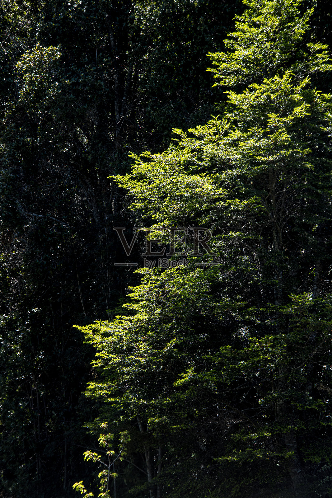 弗鲁蒂亚尔度假村的各种植物和风景图片照片摄影图片