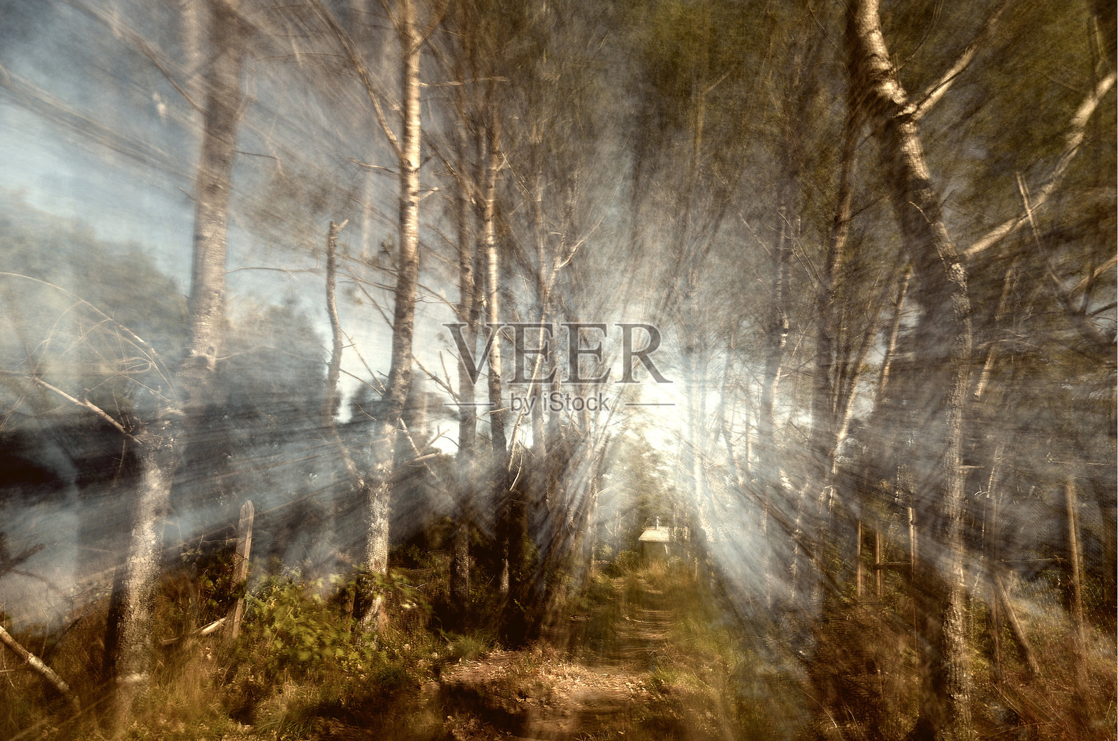 弗鲁蒂亚尔度假村的各种植物和风景图片照片摄影图片