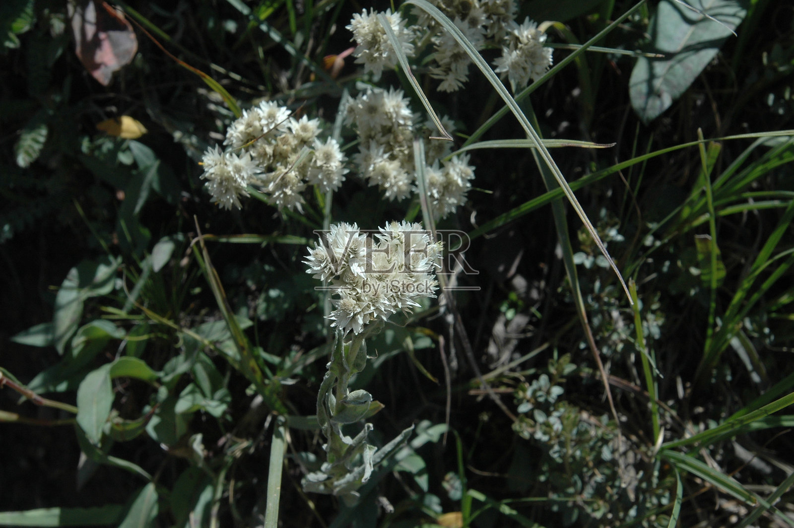 稀有高原草药照片摄影图片