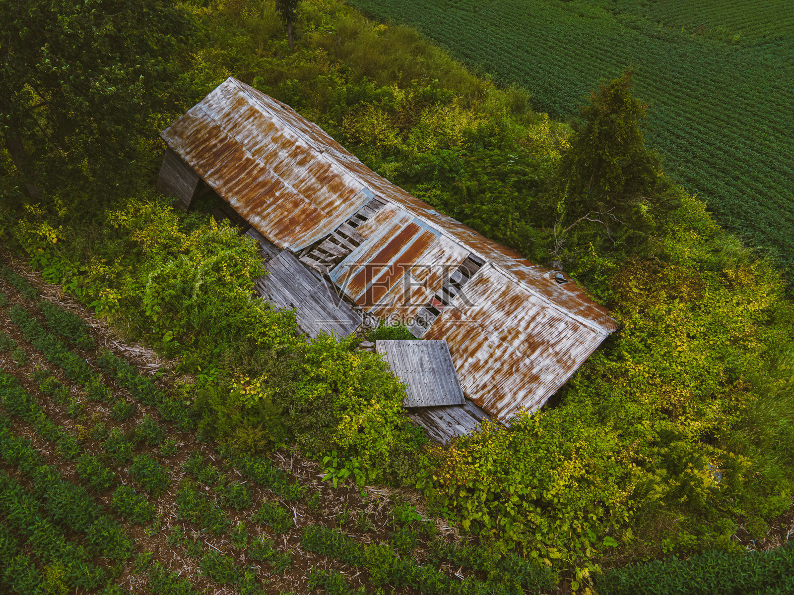 威斯康星州一座老旧农舍正在倒塌照片摄影图片