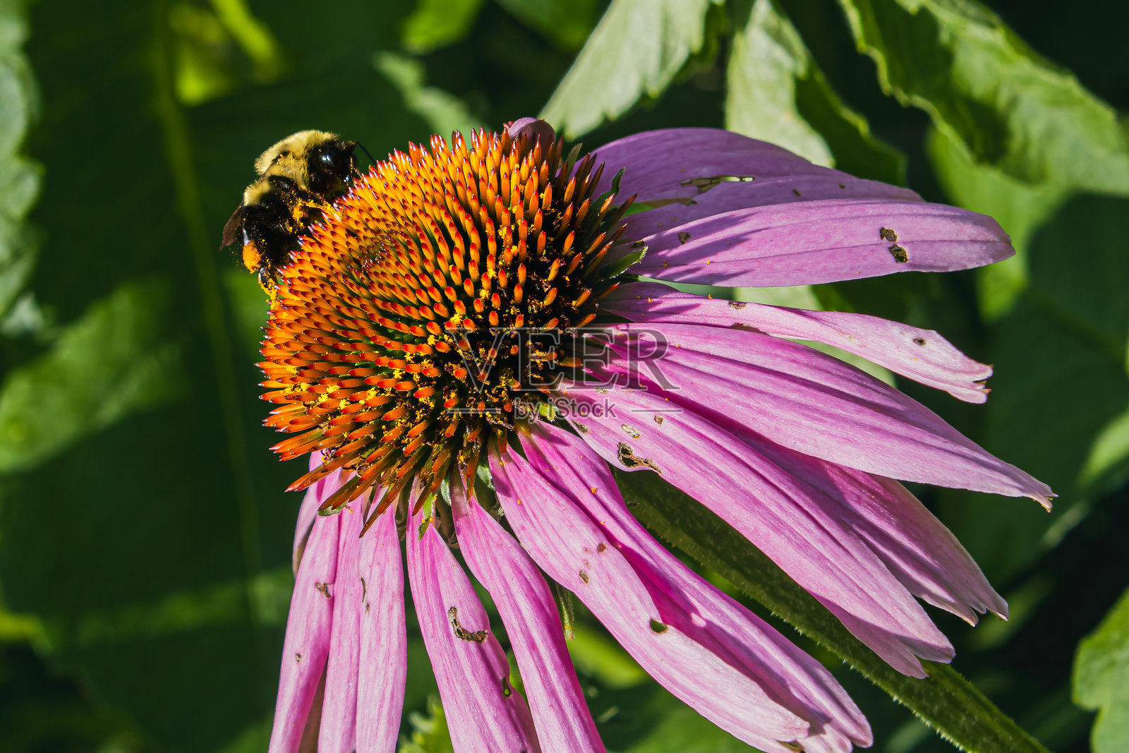 花园花朵上的蜜蜂照片摄影图片