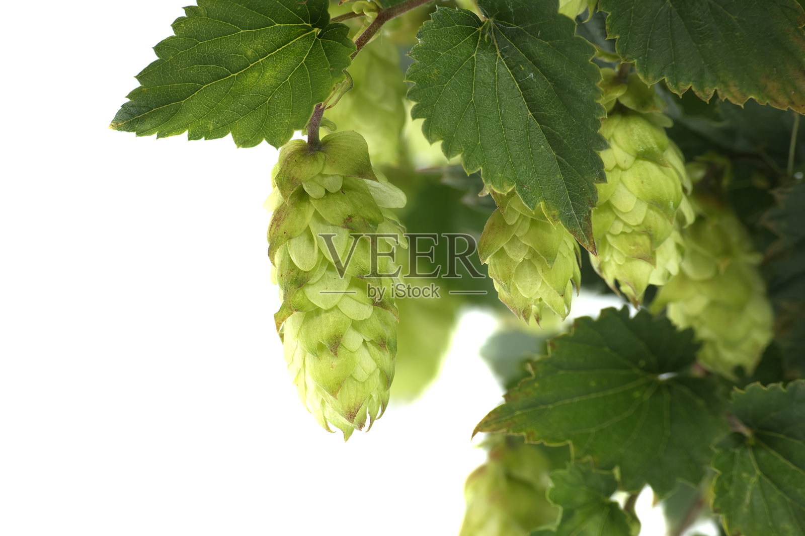 新鲜绿色啤酒花的特写，展示了其纹理和生机，背景为白色。照片摄影图片