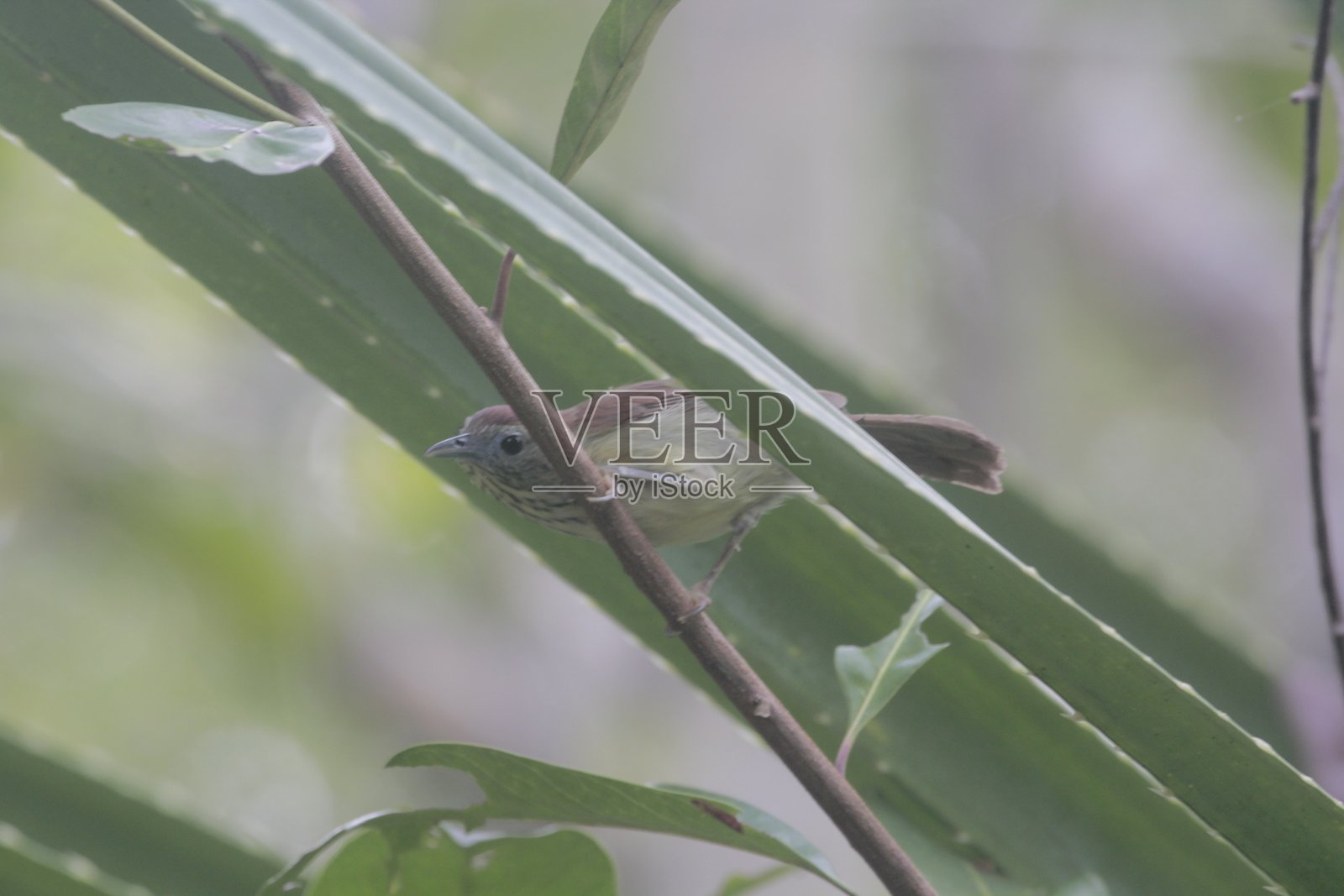 印度尼西亚的混声小鹟照片摄影图片