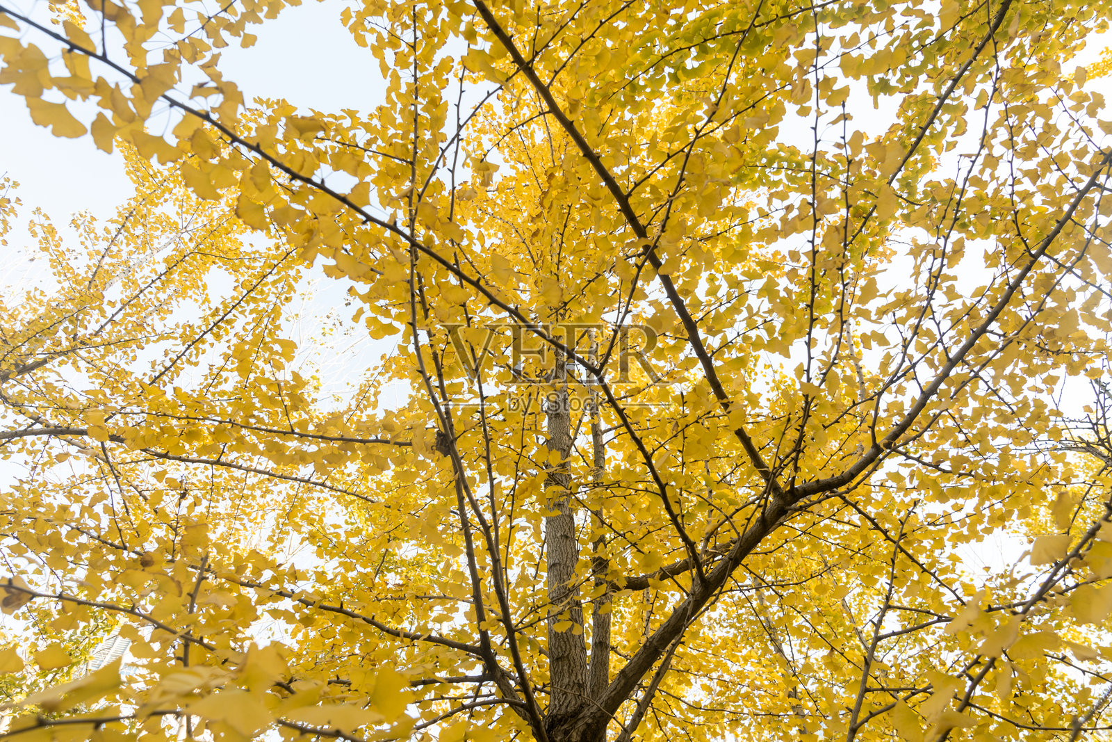 银杏树的明亮黄色叶子照片摄影图片