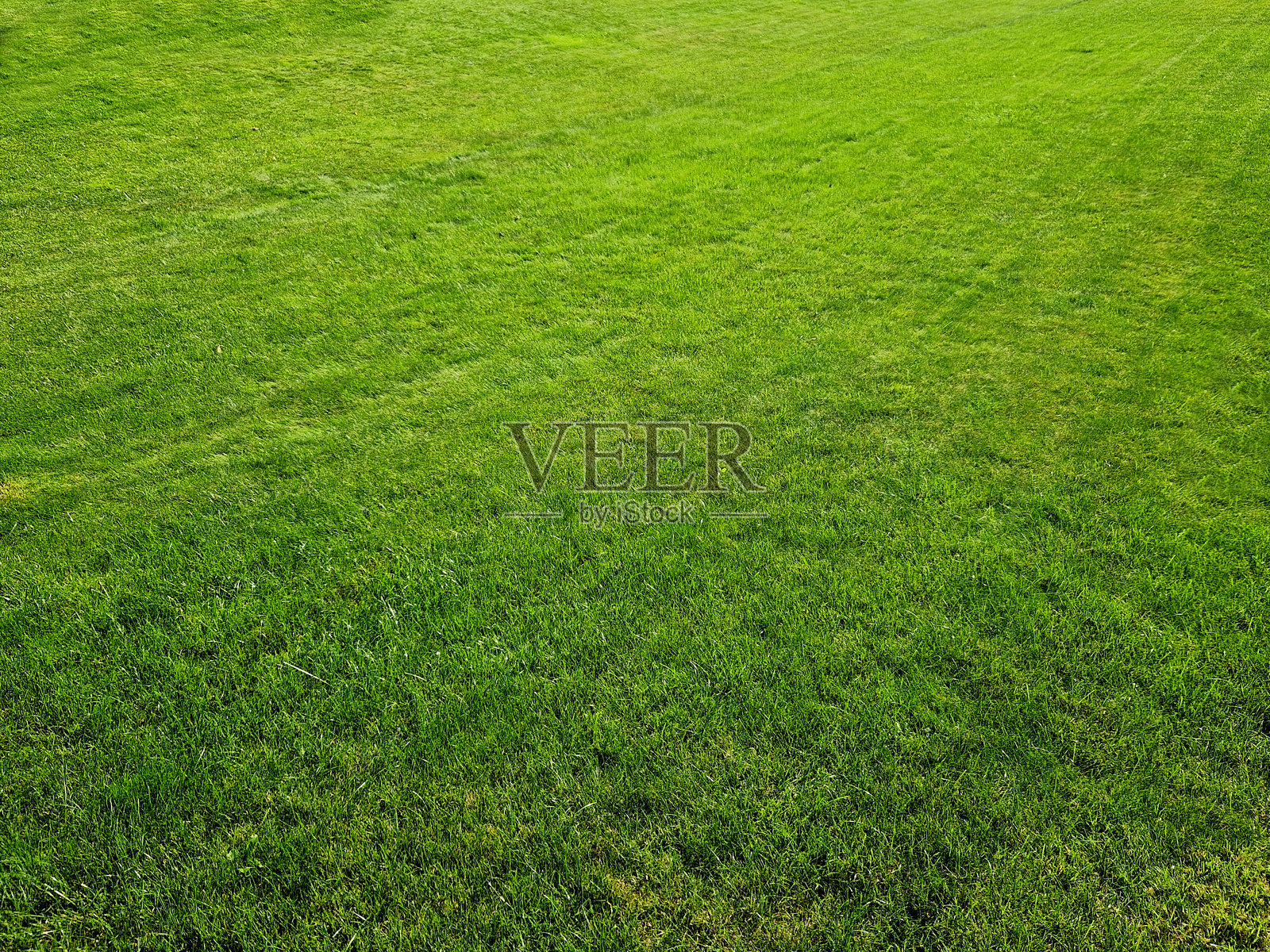 完美的草坪表面，适合作为展示花园主题拼贴画的背景。适用于肥料或植树的广告。阳光均匀照射。照片摄影图片