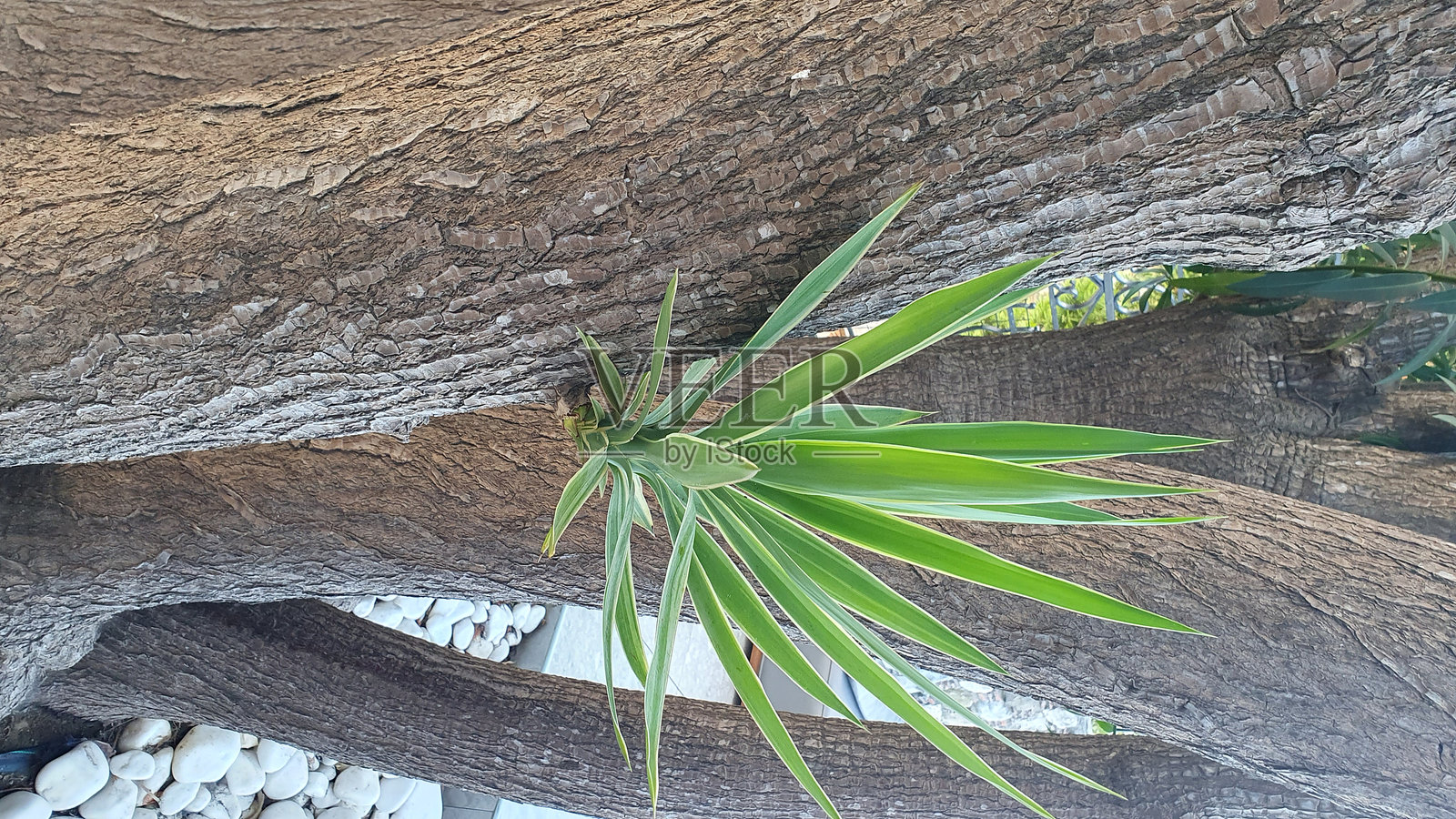 新生长照片摄影图片