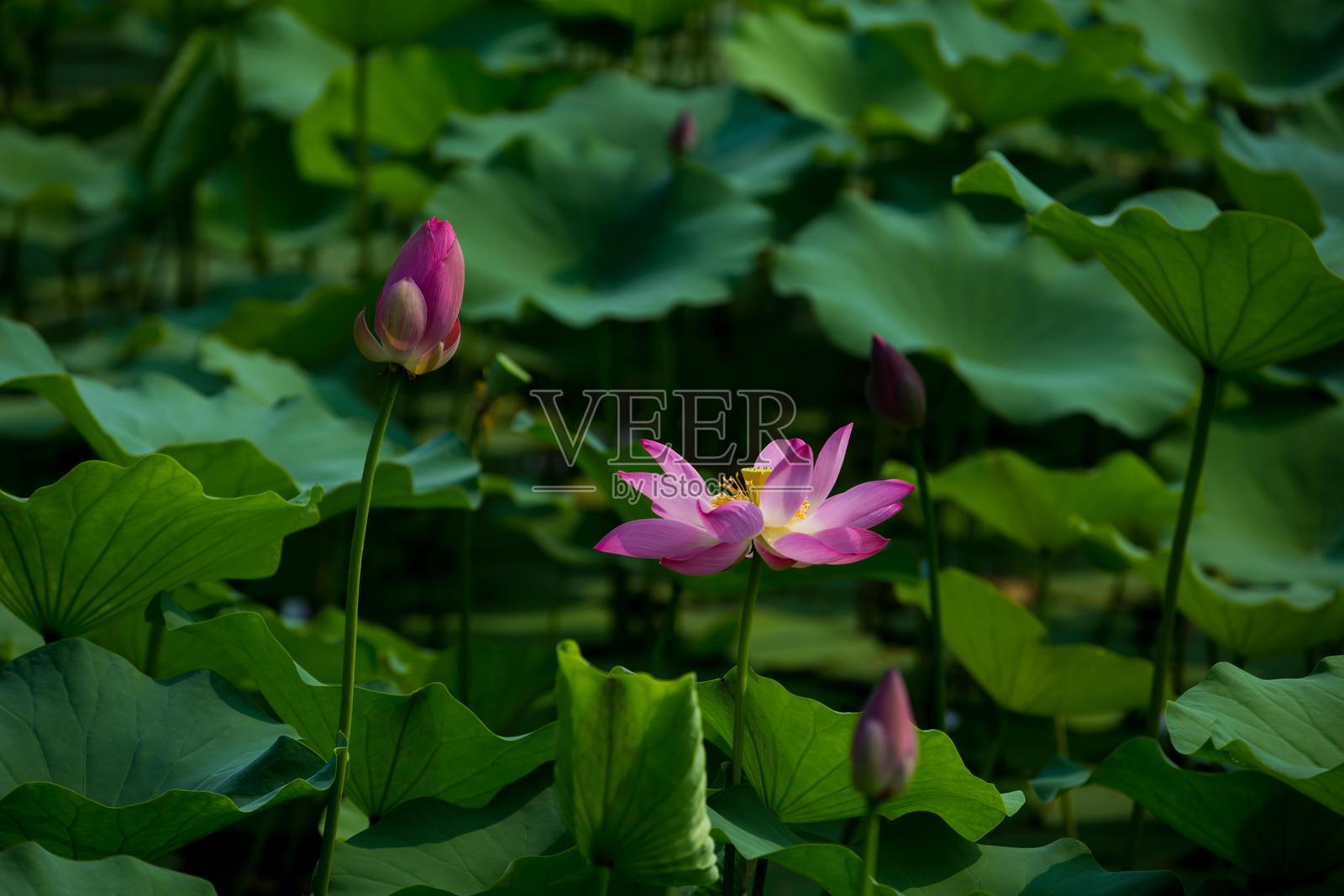 池塘中的粉色莲花与绿色叶子照片摄影图片