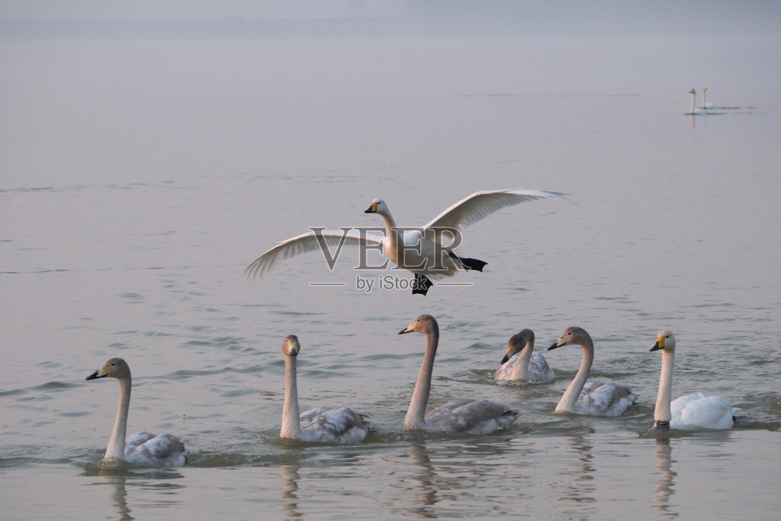 飞翔的天鹅照片摄影图片