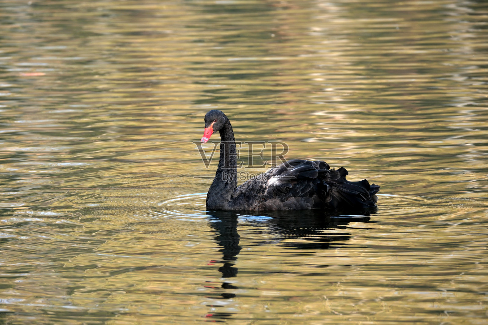 湖面上的天鹅照片摄影图片