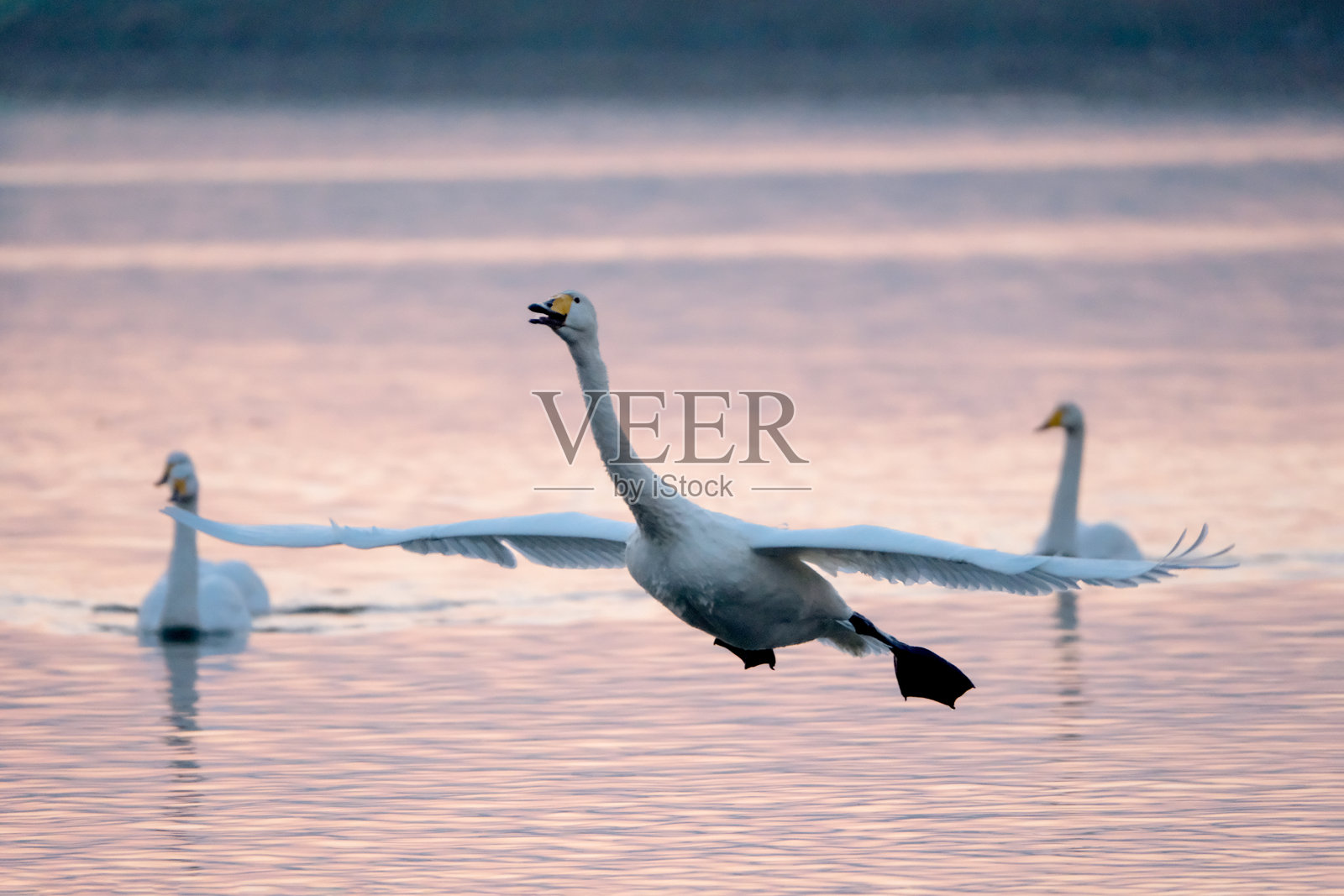 飞翔的天鹅照片摄影图片
