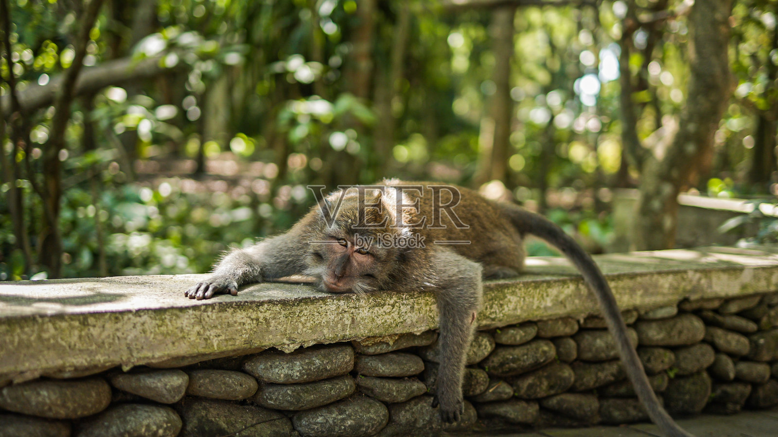 巴厘岛著名猴子森林中的长尾猕猴，周围环绕着郁郁葱葱的自然环境，非常适合展示野生动物行为、放松和环境保护，理想用于旅游和旅行内容。照片摄影图片