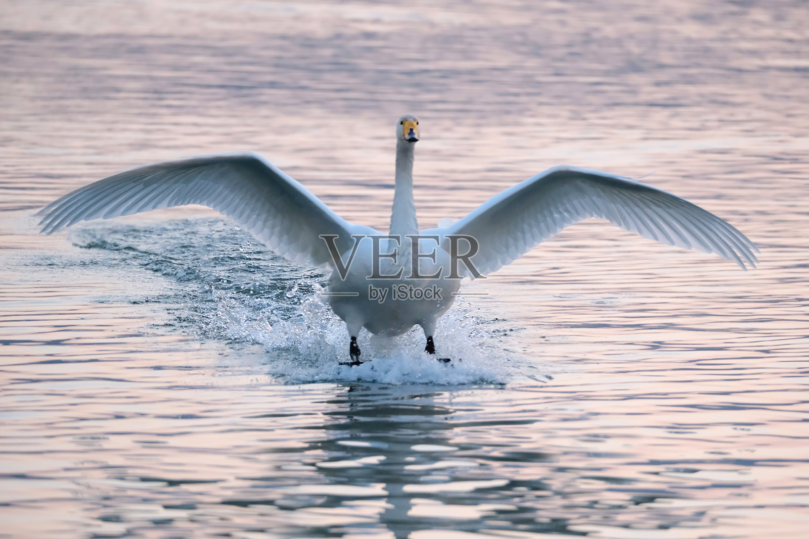 湖面上的天鹅照片摄影图片