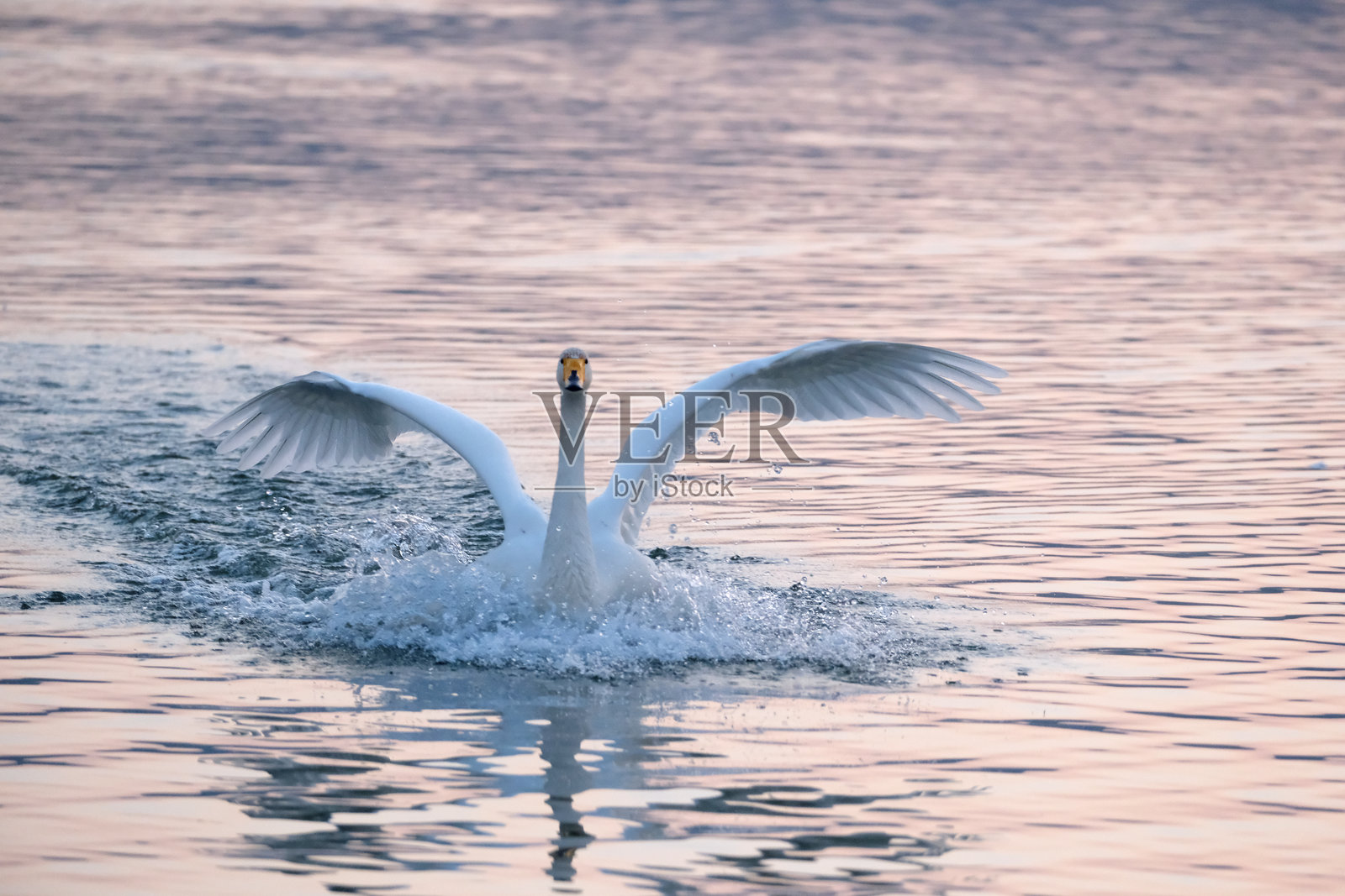 湖面上的天鹅照片摄影图片