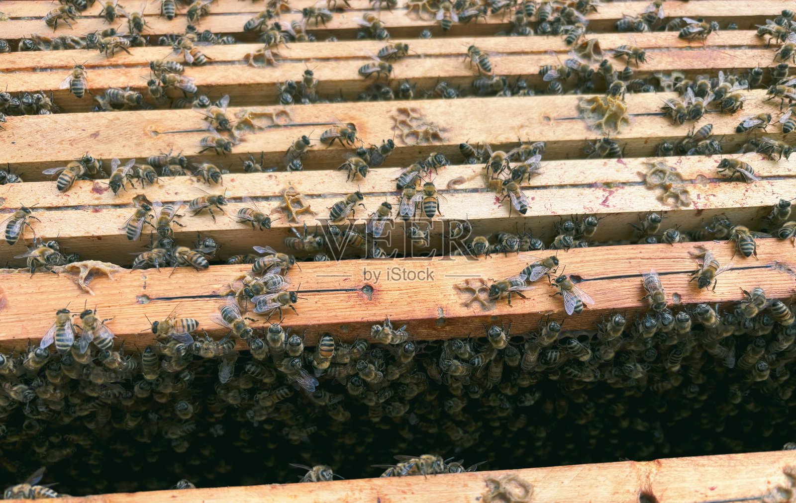 养蜂。蜂箱内部框架的特写，从上方观察。照片摄影图片