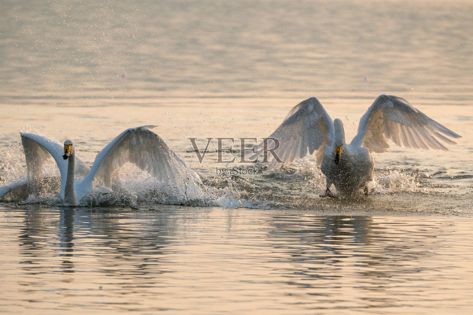 天鹅在湖上嬉戏照片摄影图片