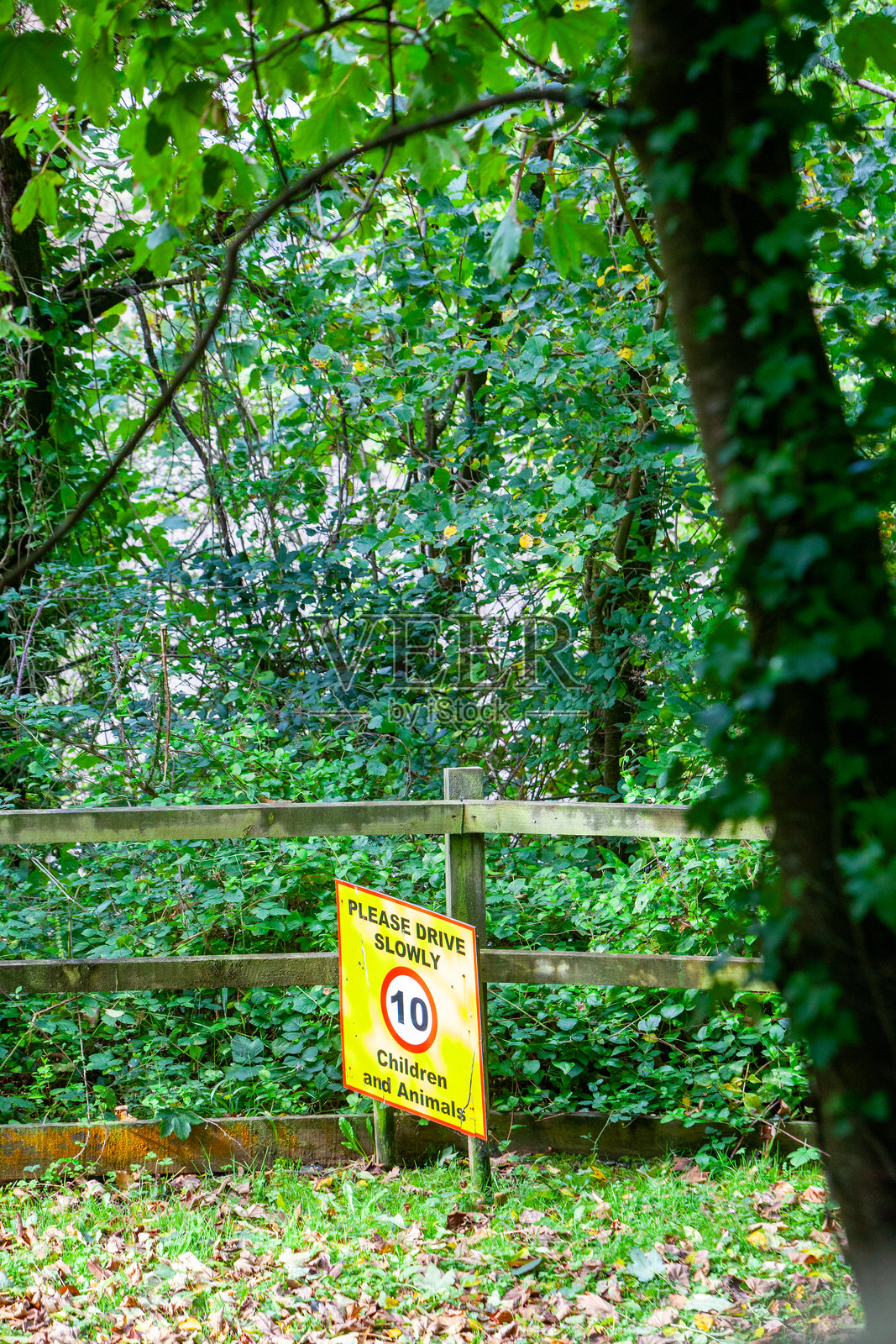 森林及其区域照片摄影图片