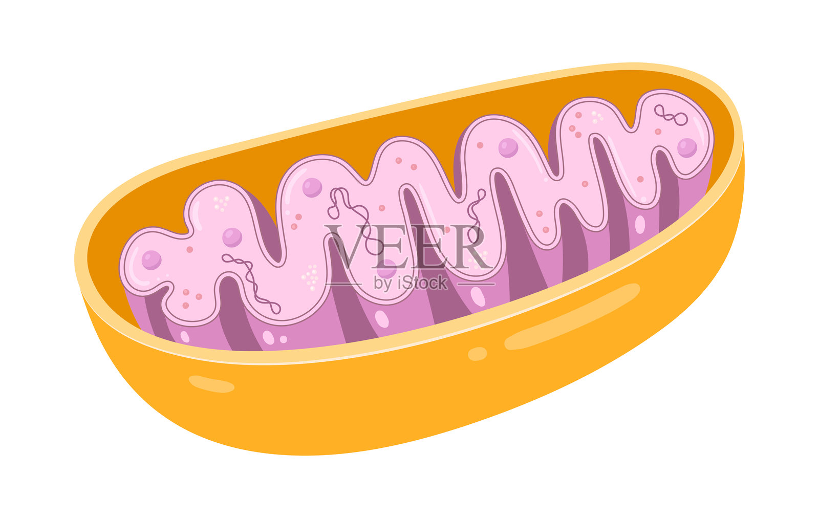 线粒体的矢量图。横截面视图。医学信息图表。插画图片素材