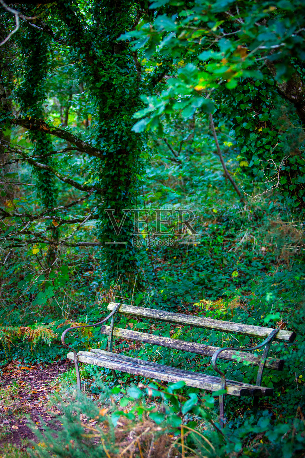 森林及其区域照片摄影图片