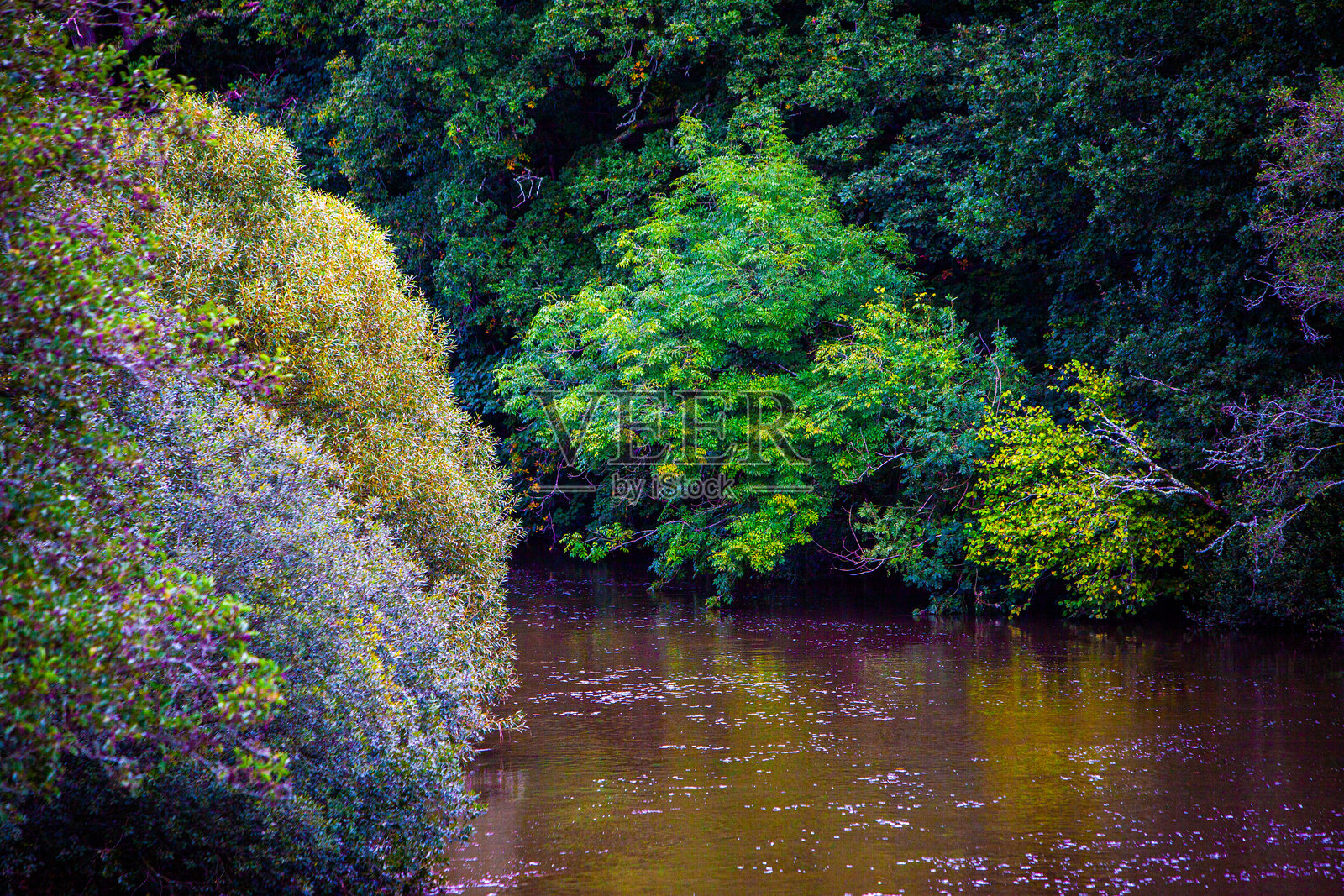 森林及其区域照片摄影图片