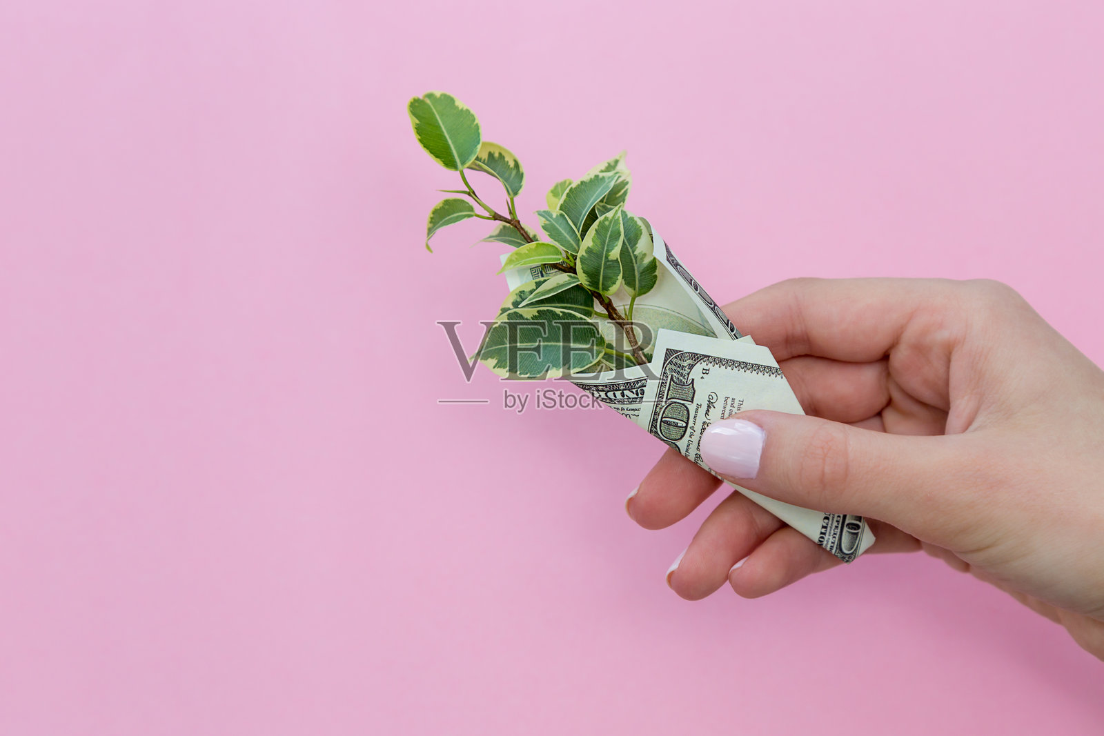 女人的手握着用纸币包裹的植物，背景为粉色照片摄影图片