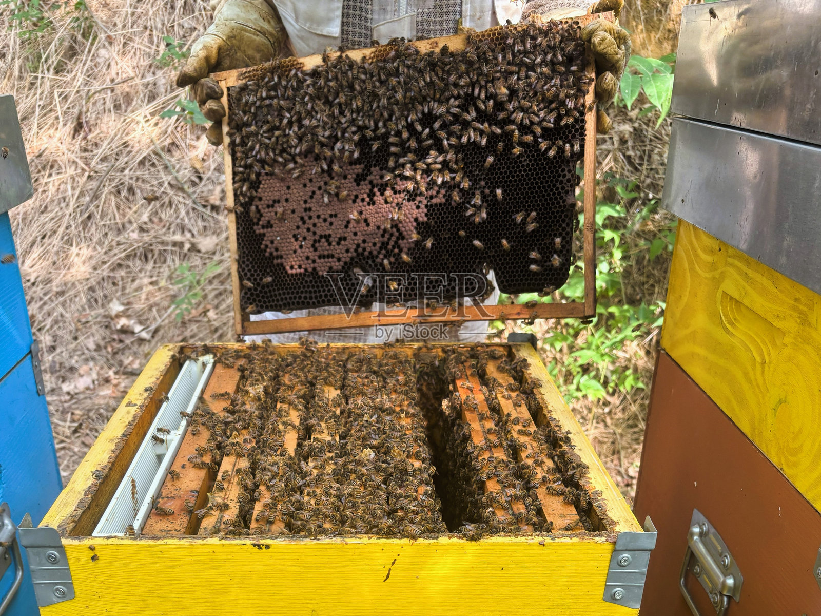 养蜂人正在从蜂箱中取出蜂巢框以控制情况照片摄影图片