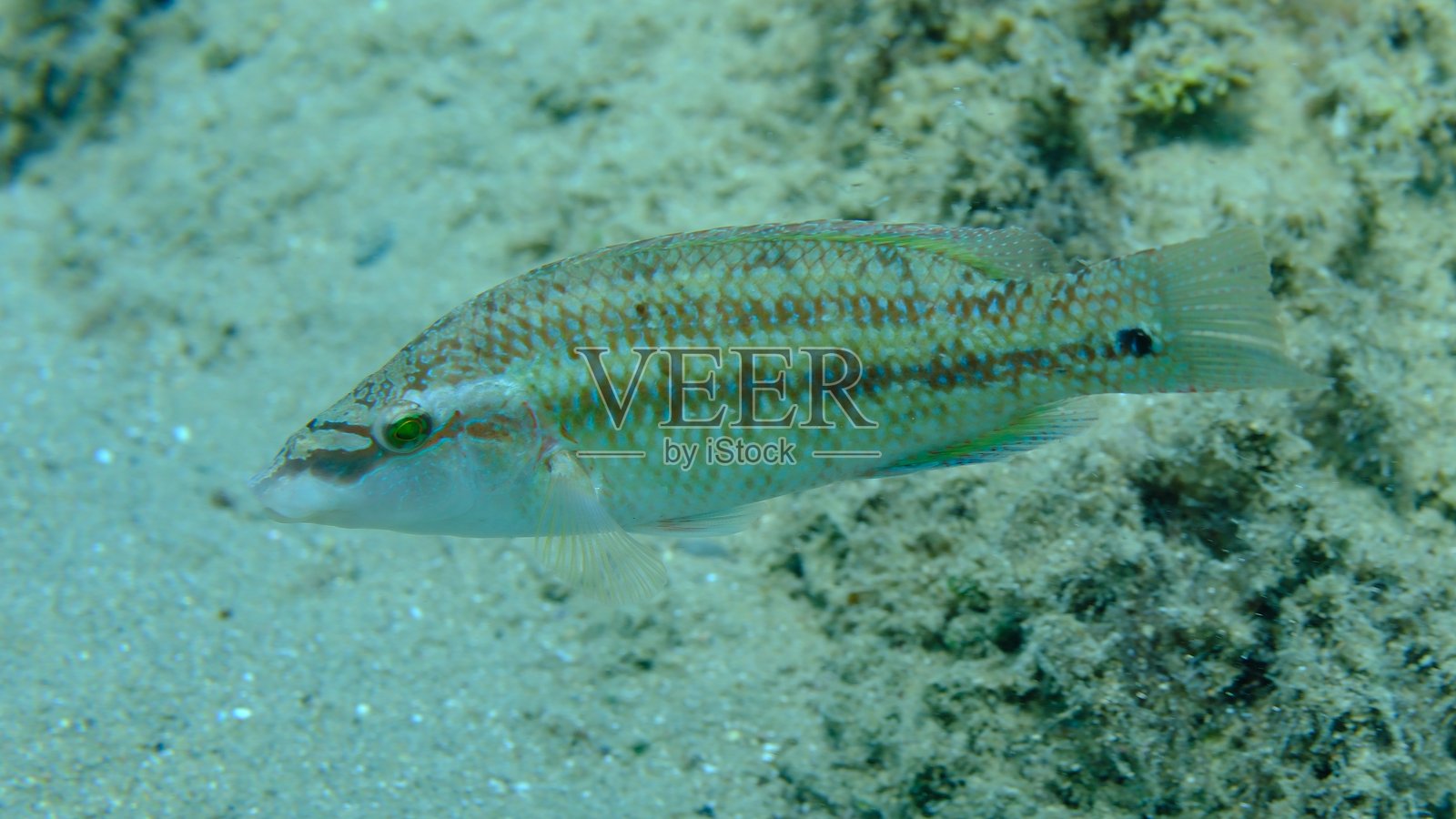 东大西洋孔雀鲈（Symphodus tinca）在爱琴海水下照片摄影图片