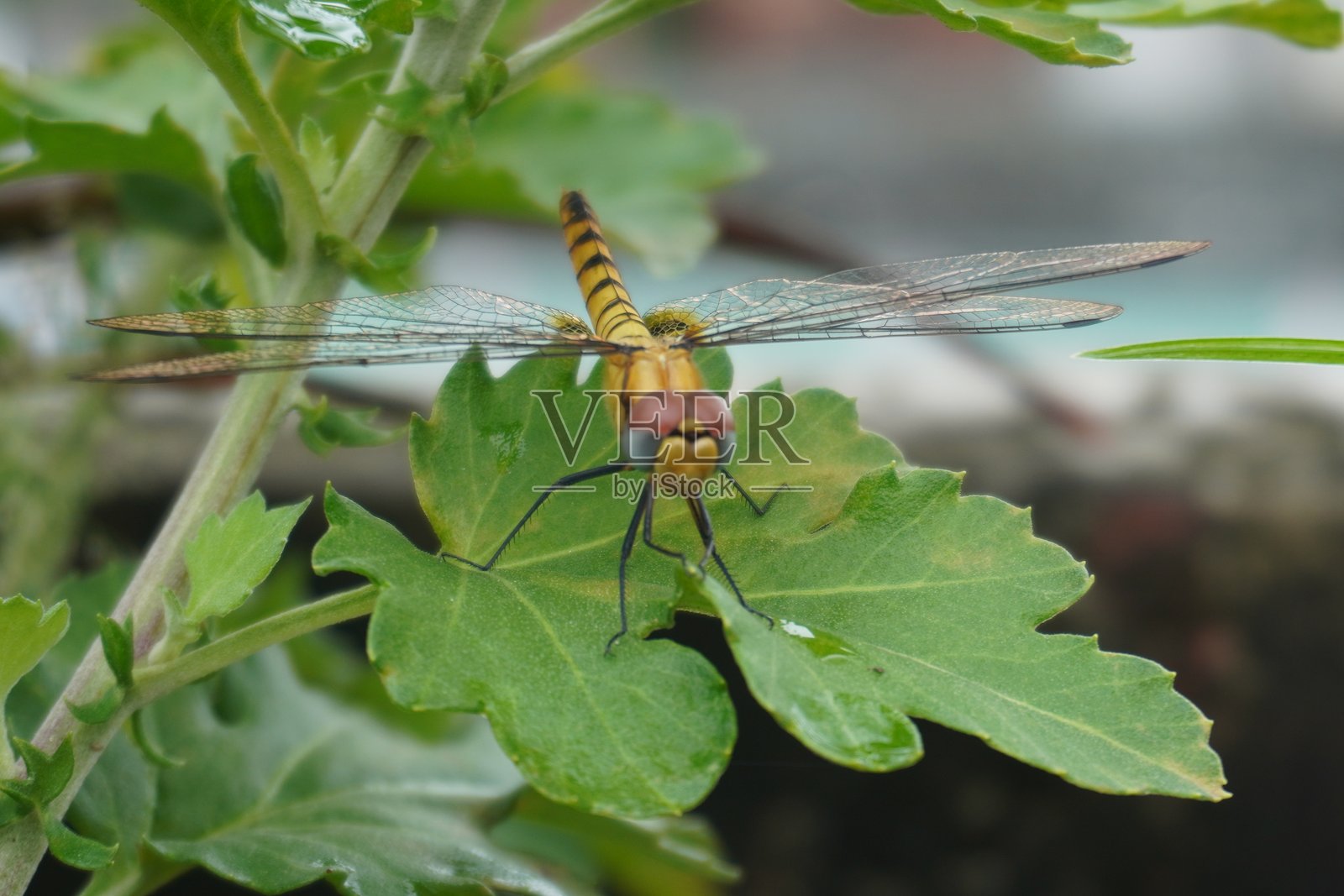 蜻蜓照片摄影图片