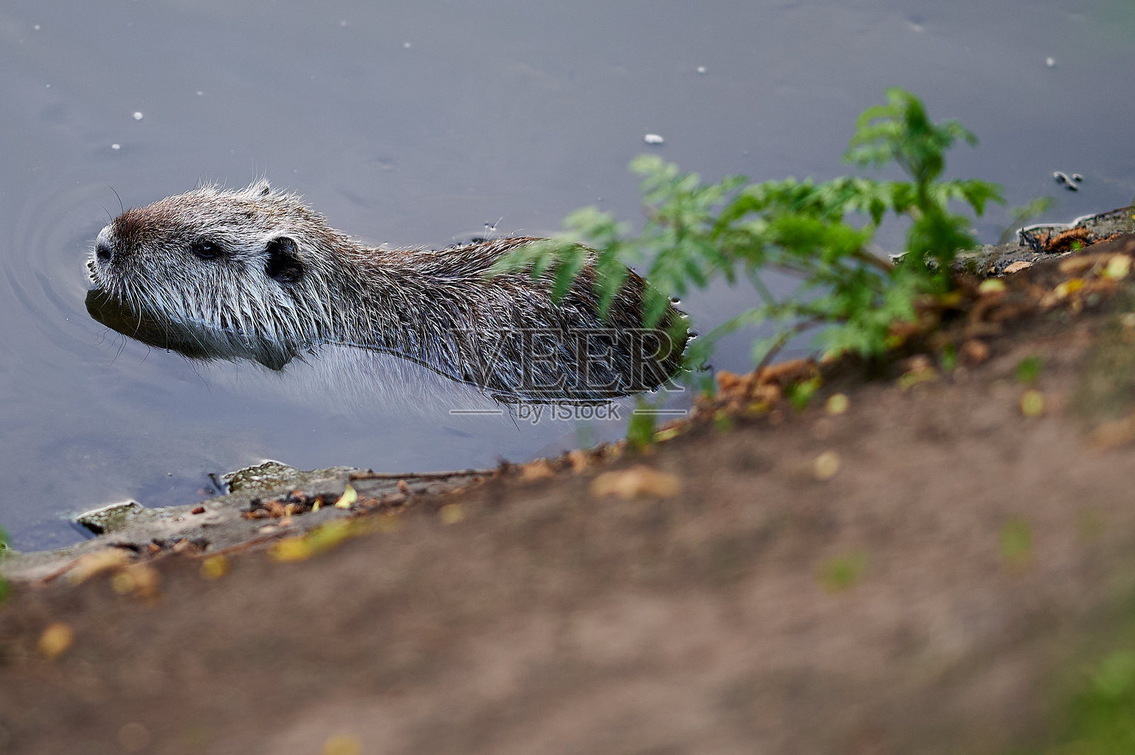 两只海狸鼠在河中并肩游泳，一只正在啃食一片绿叶。平静的水面映照出它们的动作，营造出野生动物在自然栖息地中的和谐场景。动物们的同步动作增添了宁静的氛围。照片摄影图片