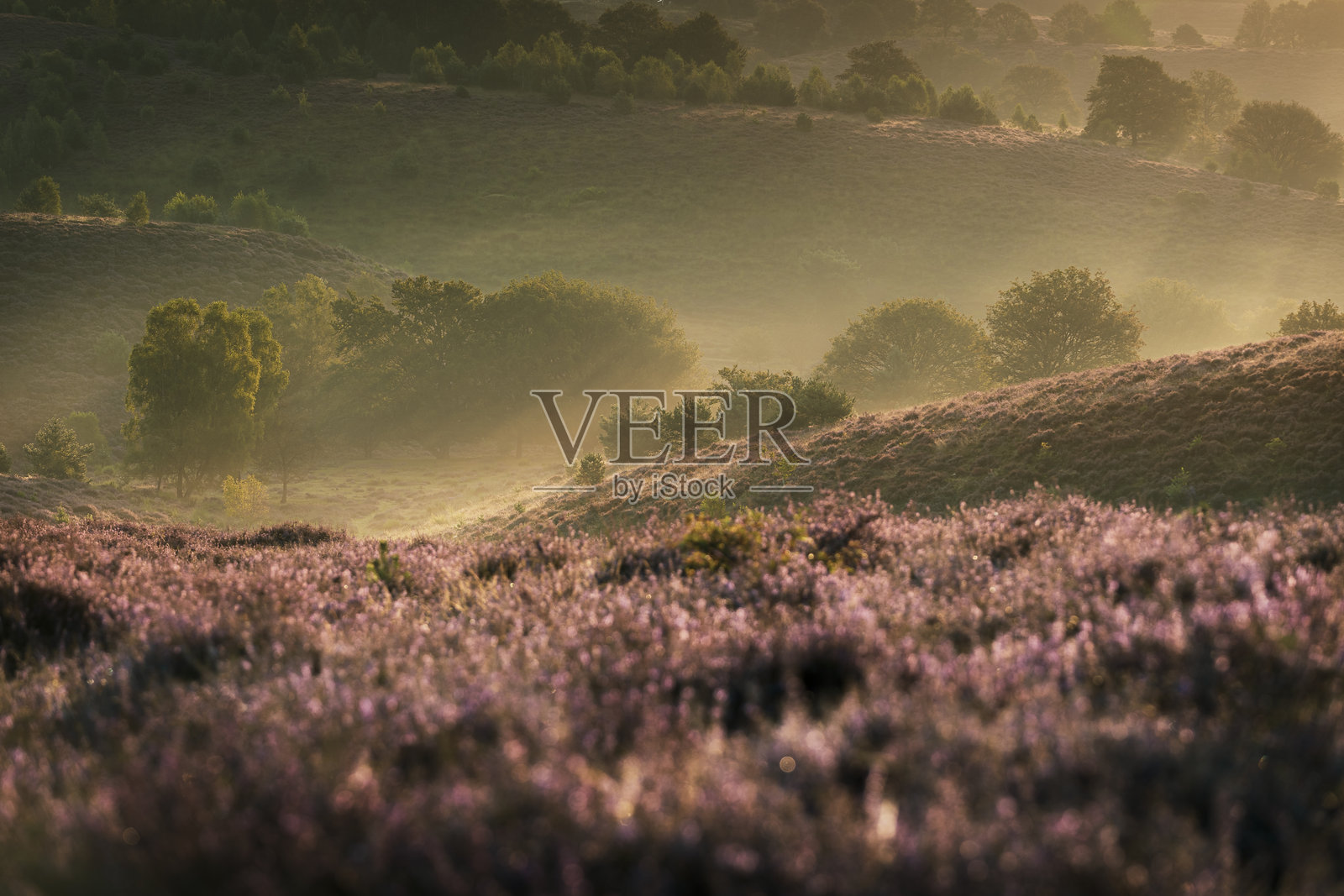 盛开的粉色石南花上沾满露珠，映衬着国家公园“波斯班克”的美丽日落色彩。照片摄影图片