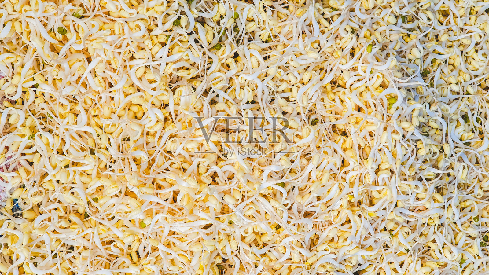 近距离拍摄的豆芽。健康新鲜的豆芽。照片摄影图片