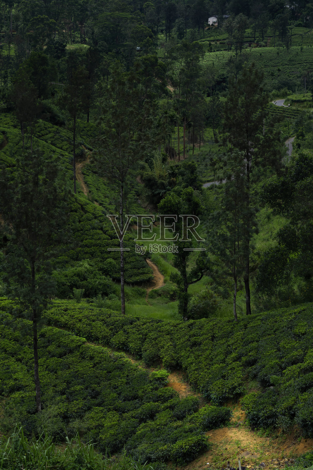 迷失在斯里兰卡茶园郁郁葱葱的广袤绿地中。一个远离喧嚣的宁静逃离之地。照片摄影图片