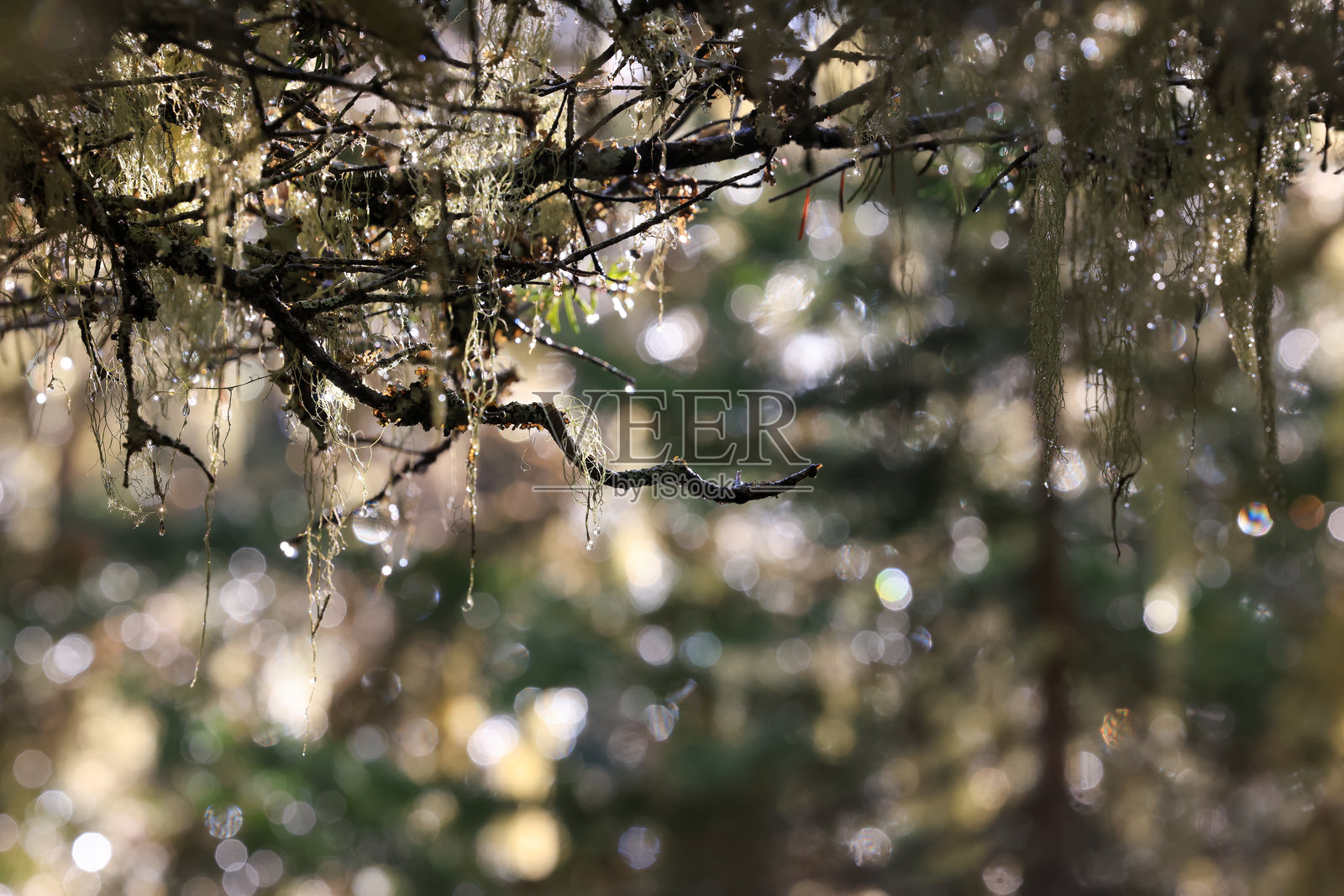 不列颠哥伦比亚省雨林中的树木上生长的苔藓和地衣照片摄影图片