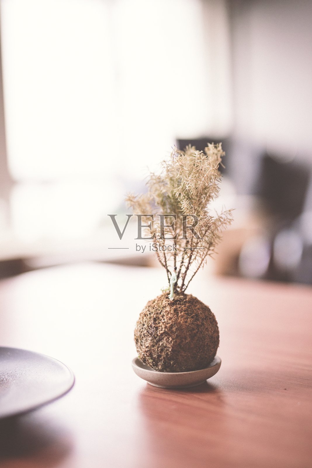 桌子上的苔球特写照片摄影图片