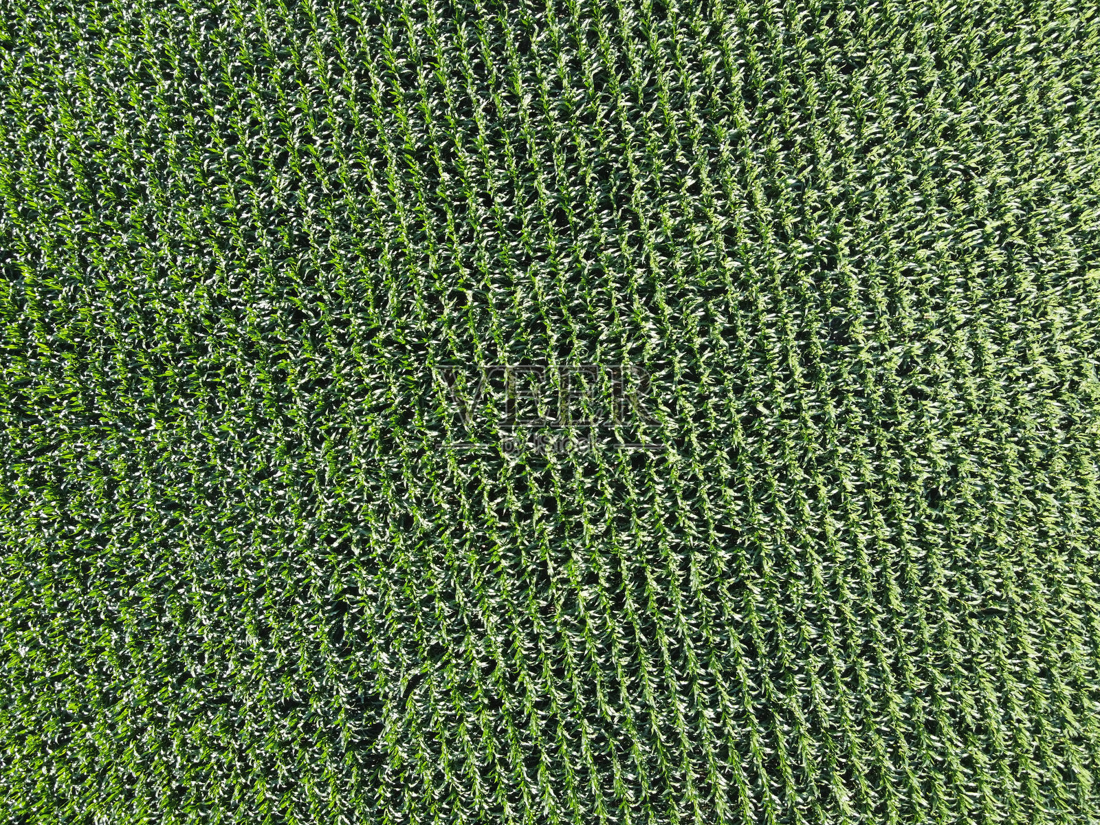 广阔的玉米田，俯视图。绿色农田，风景。照片摄影图片