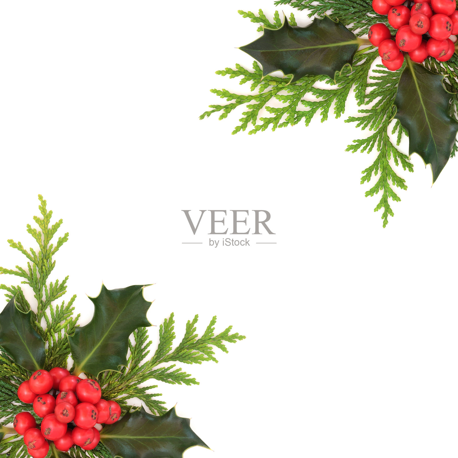 圣诞冬青浆果和雪松背景边框照片摄影图片