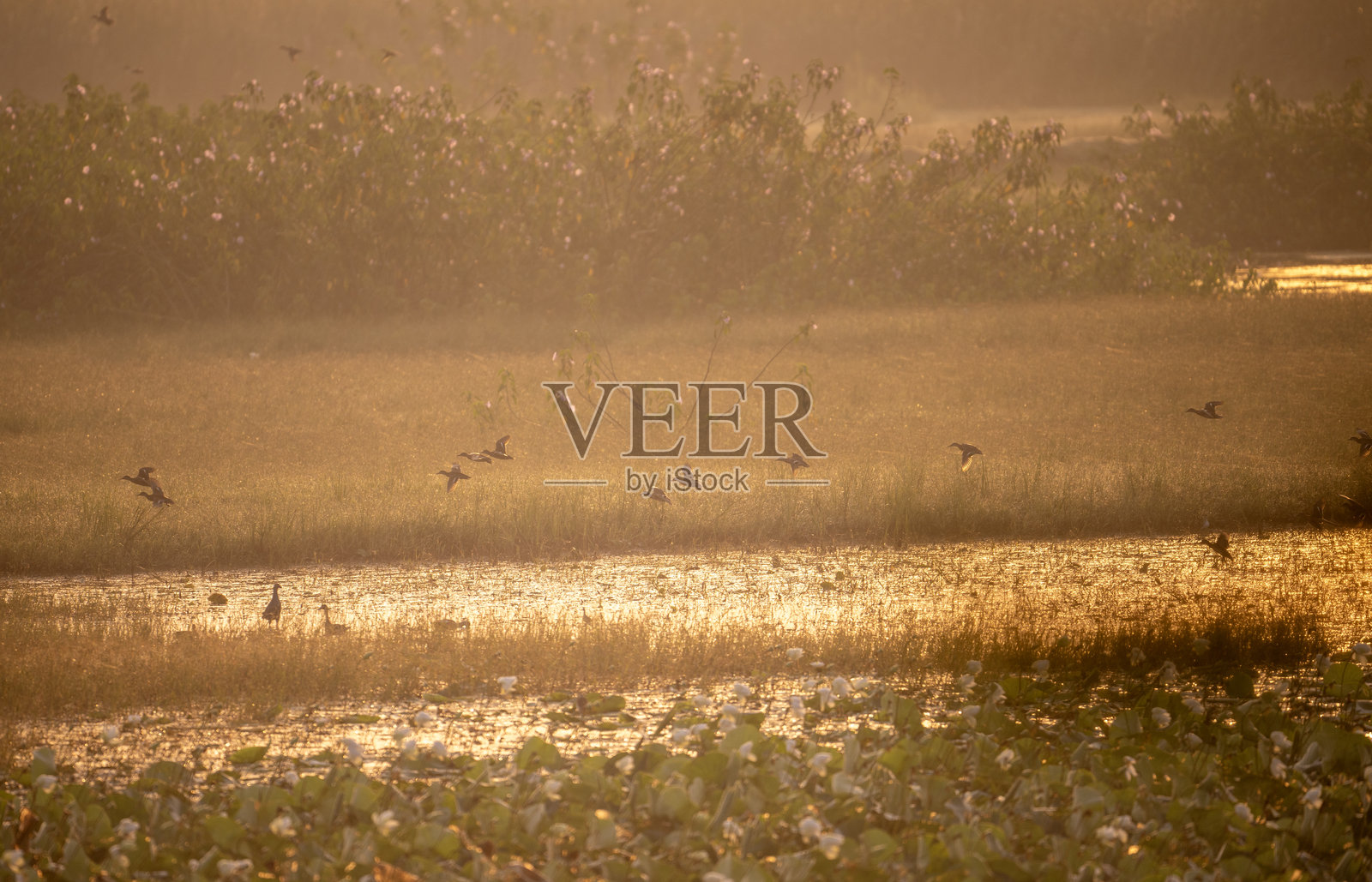 在金色光芒下，鸭子飞越莲花田照片摄影图片