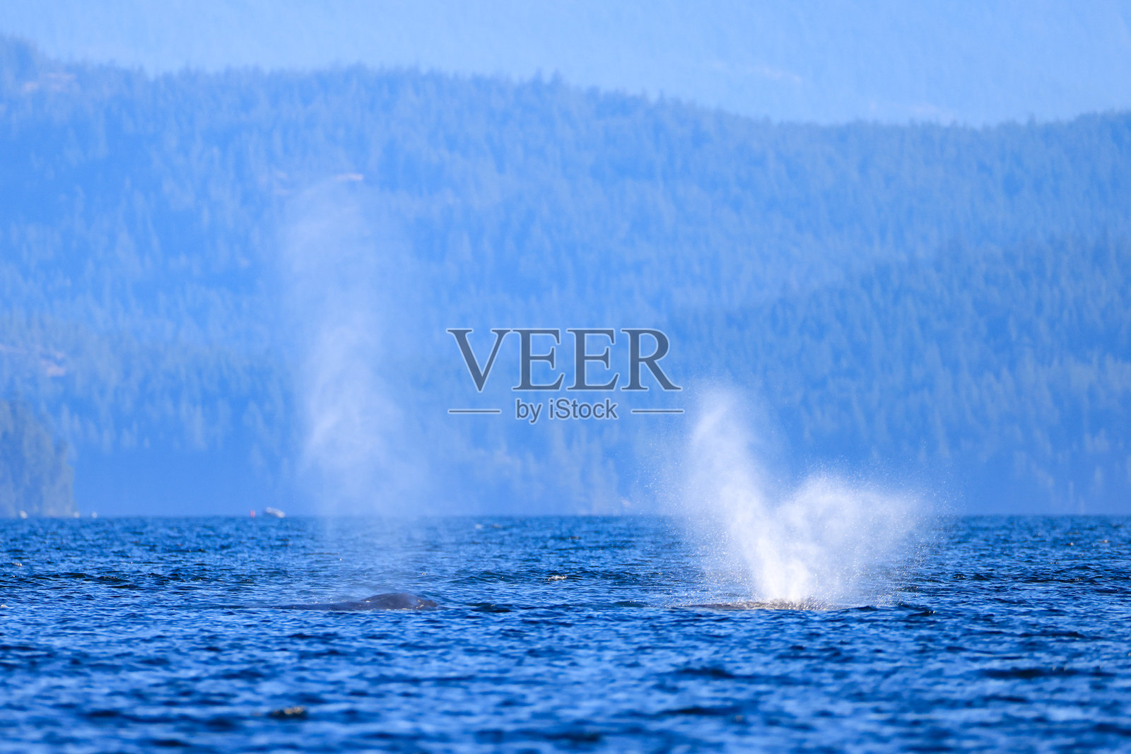 一头座头鲸喷出水柱照片摄影图片