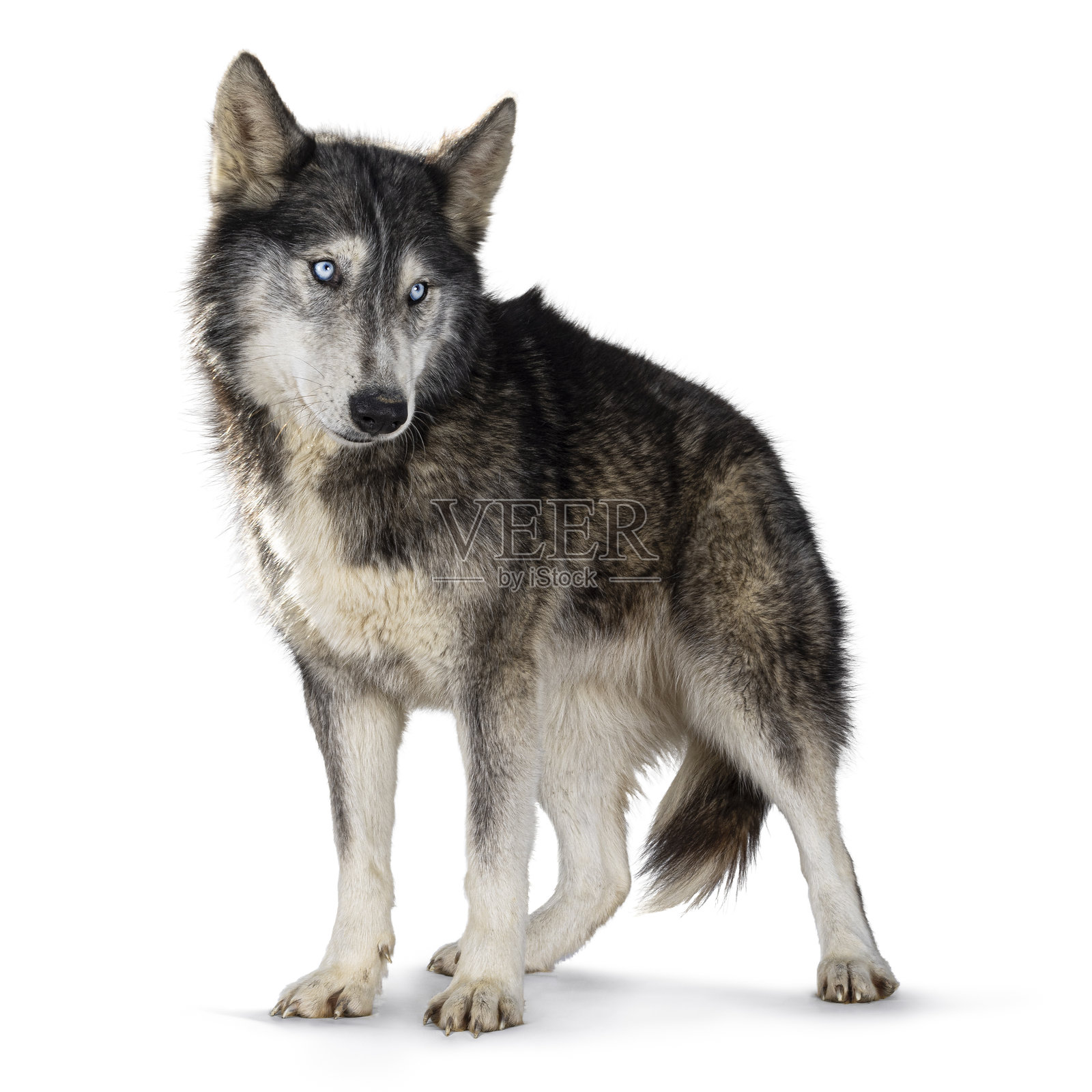 白色背景上的美洲狼犬照片摄影图片