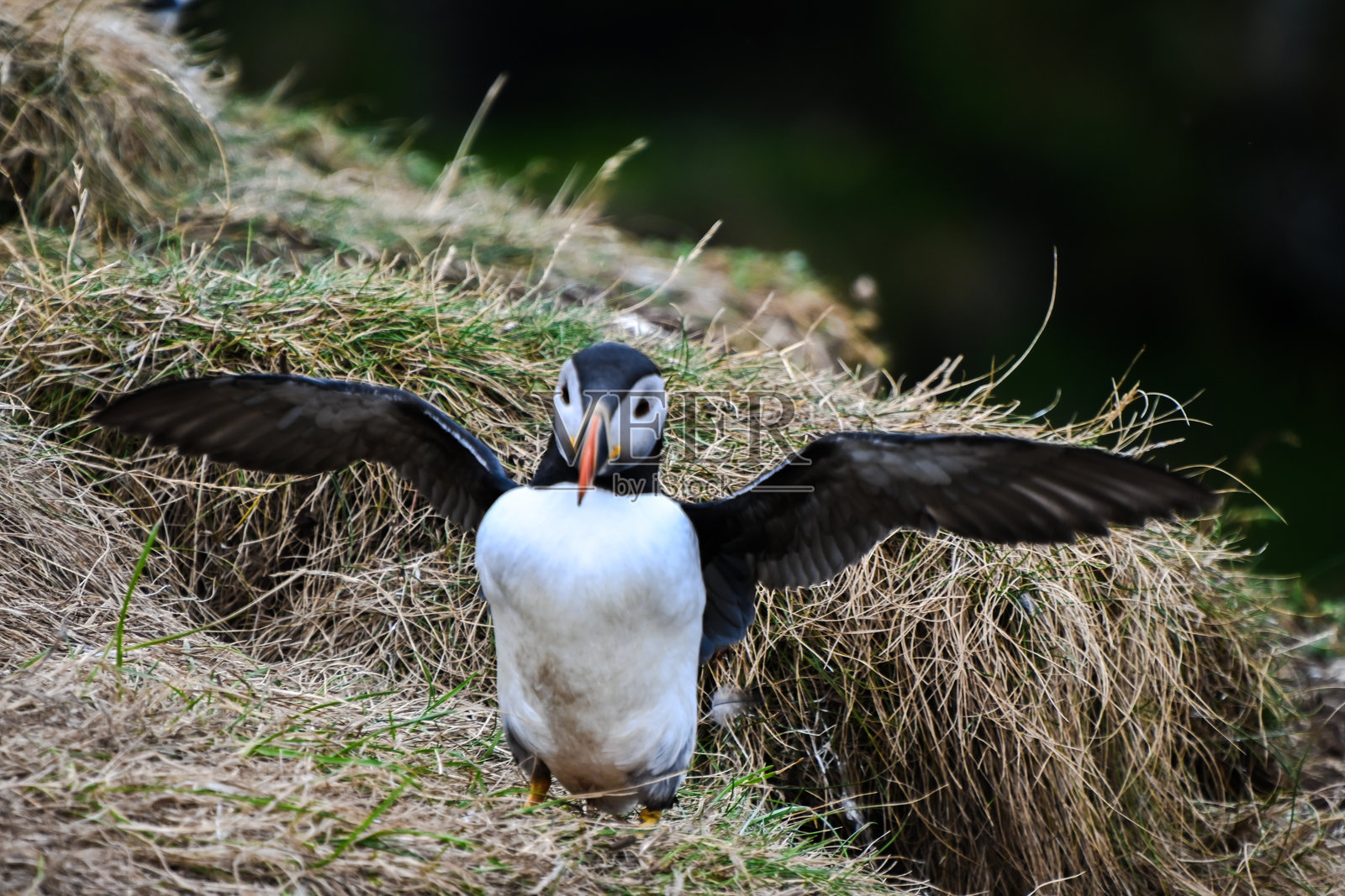 苏格兰的海雀照片摄影图片