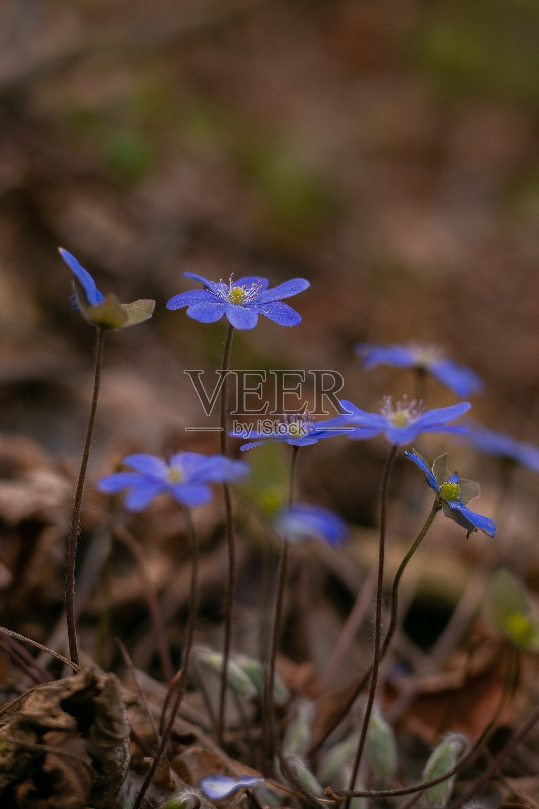 花朵照片摄影图片