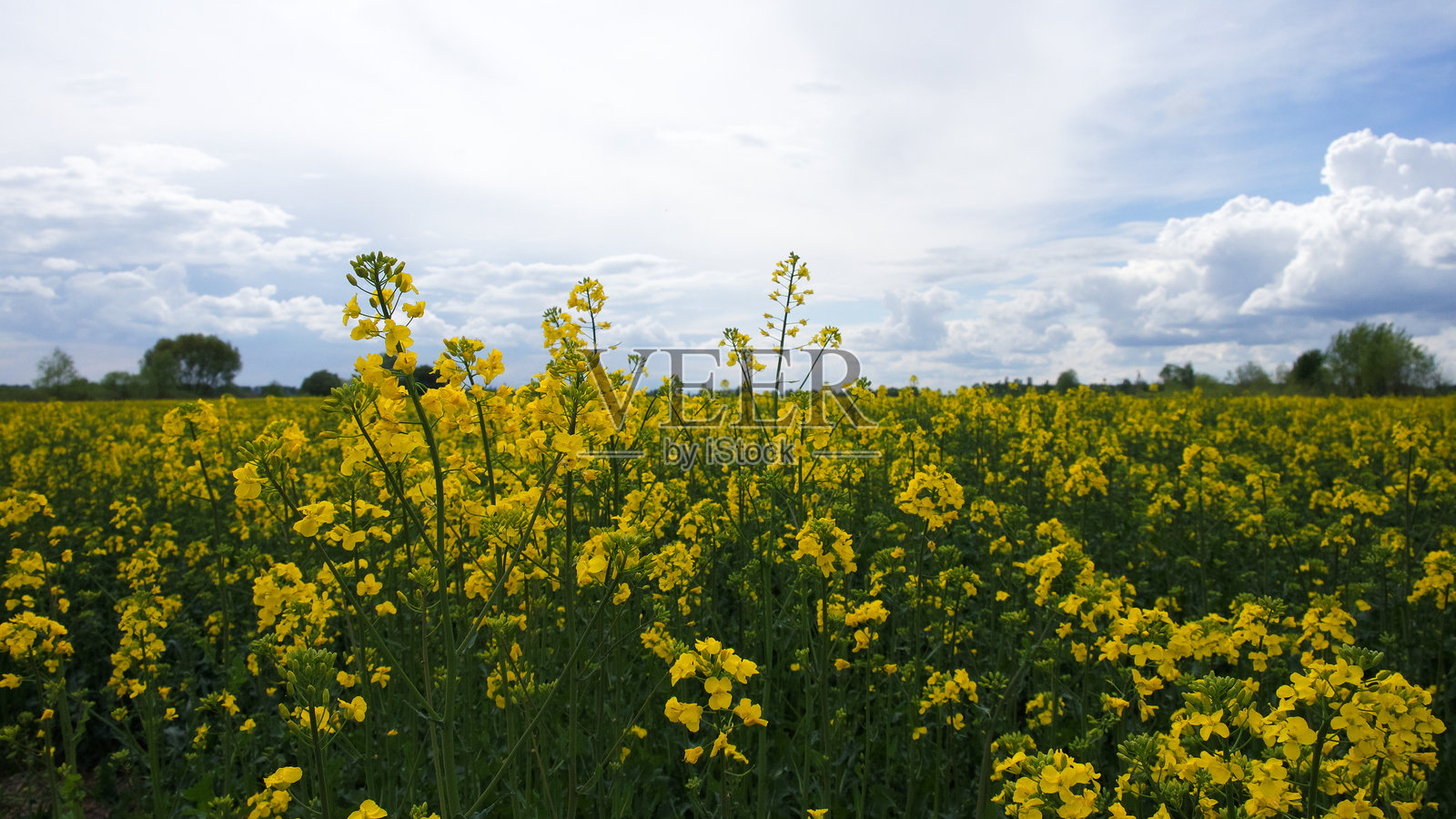 阳光明媚的日子里，蓝天背景下盛开的油菜花。照片摄影图片