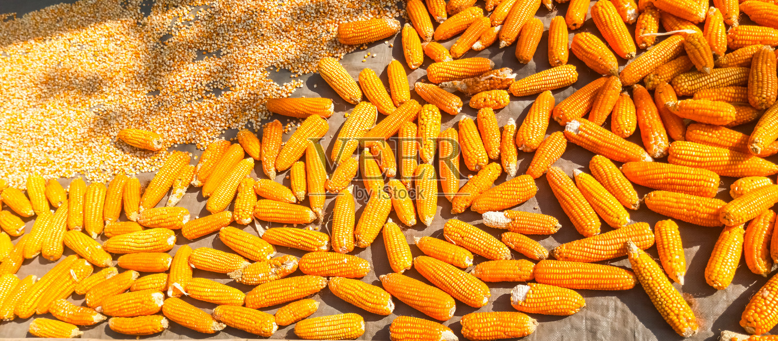 在炎热的阳光下的玉米照片摄影图片