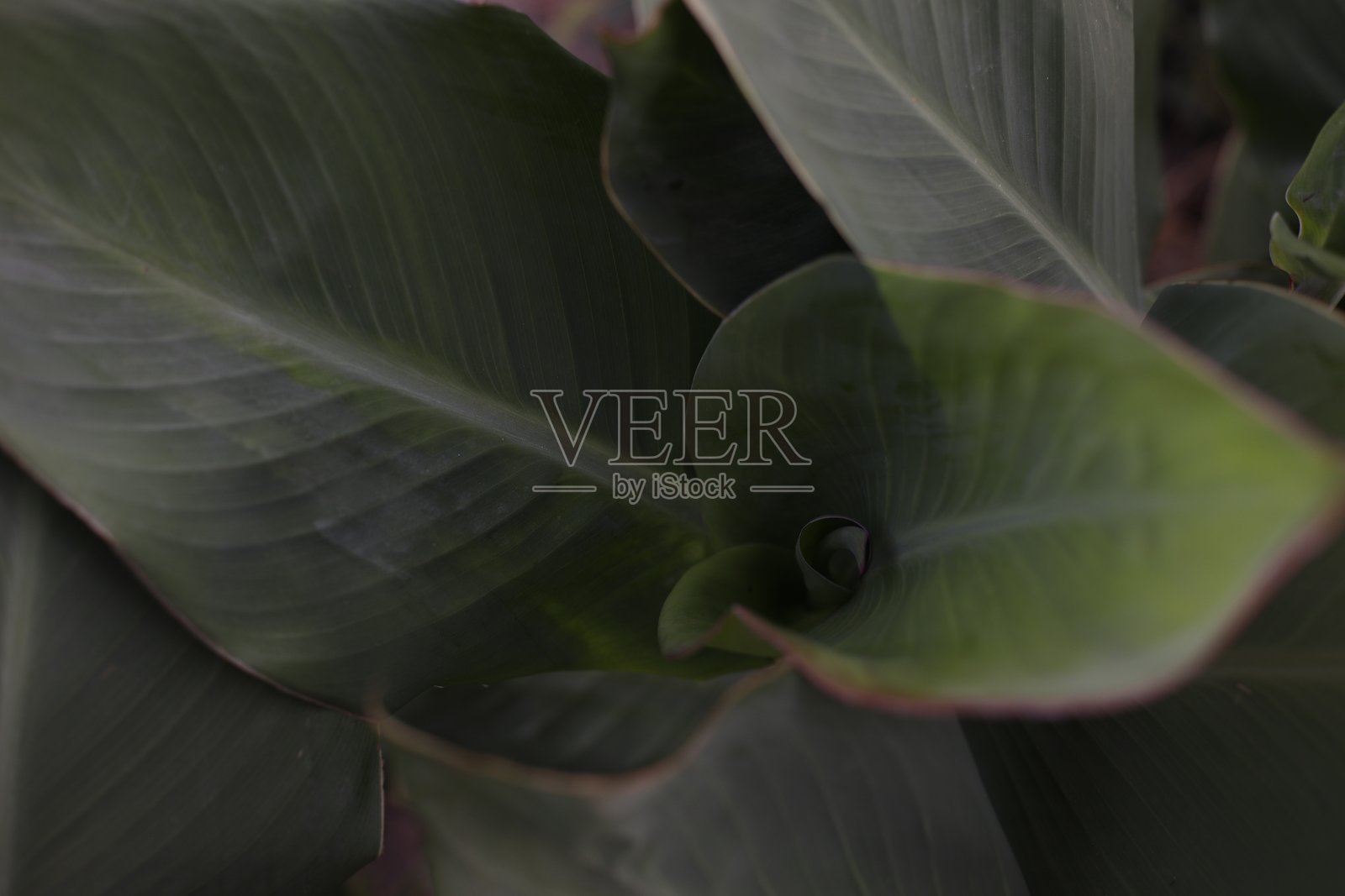 特写抽象图，大片绿色的结构性芭蕉叶，植物卷曲。照片摄影图片